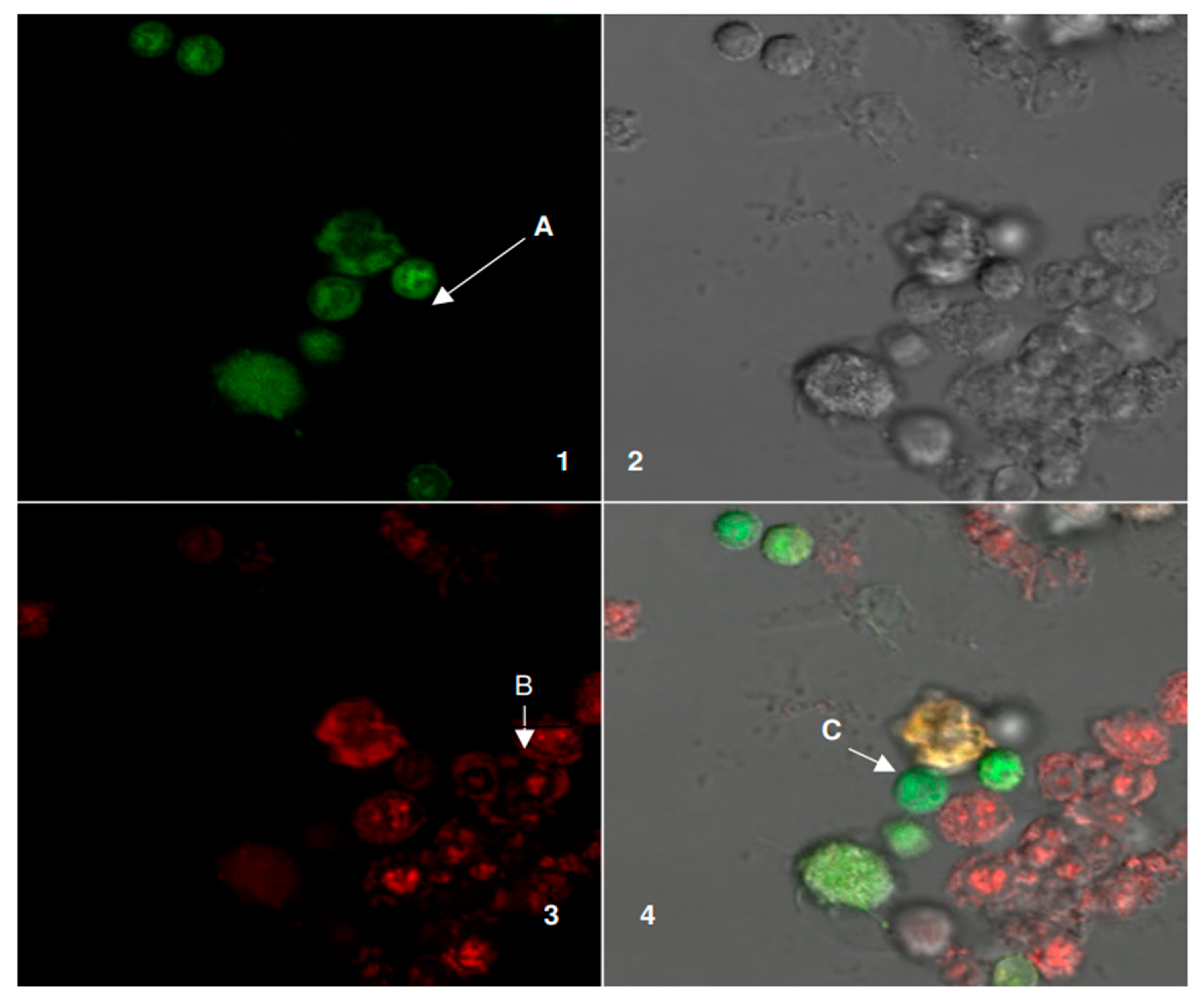 Applsci 15 11500 g009 Applsci 15 11500 g009