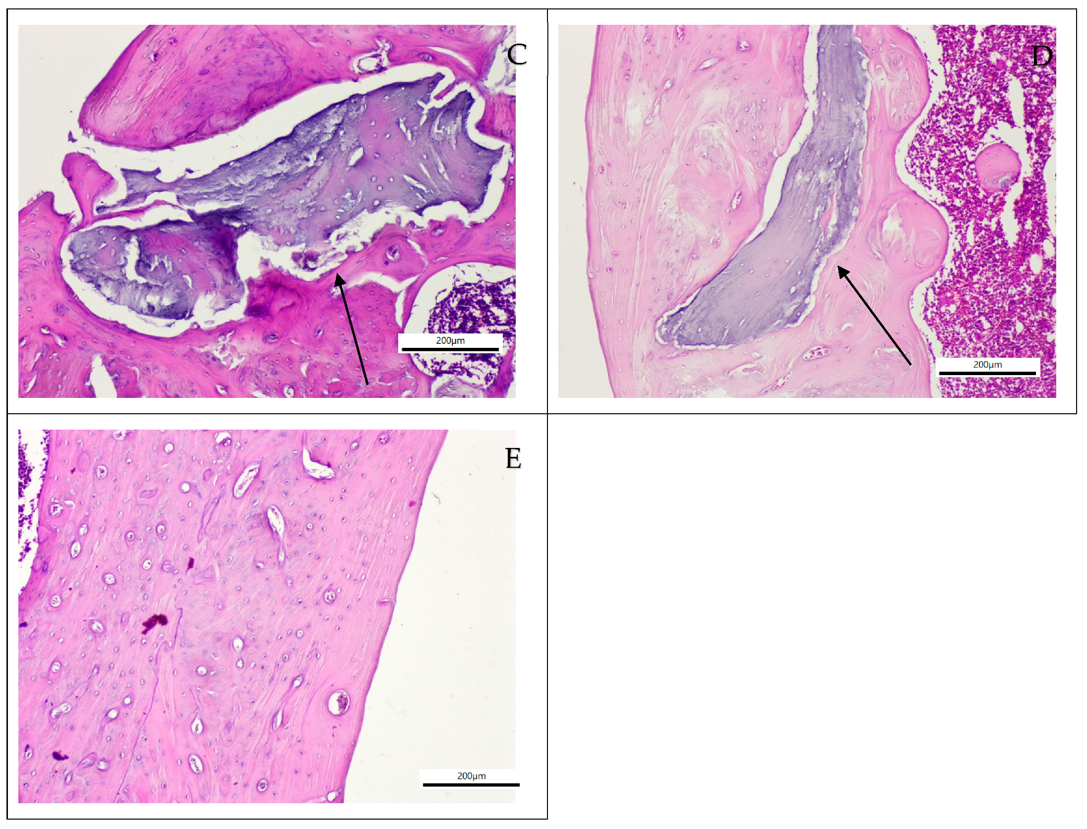 Applsci 15 11511 g002b