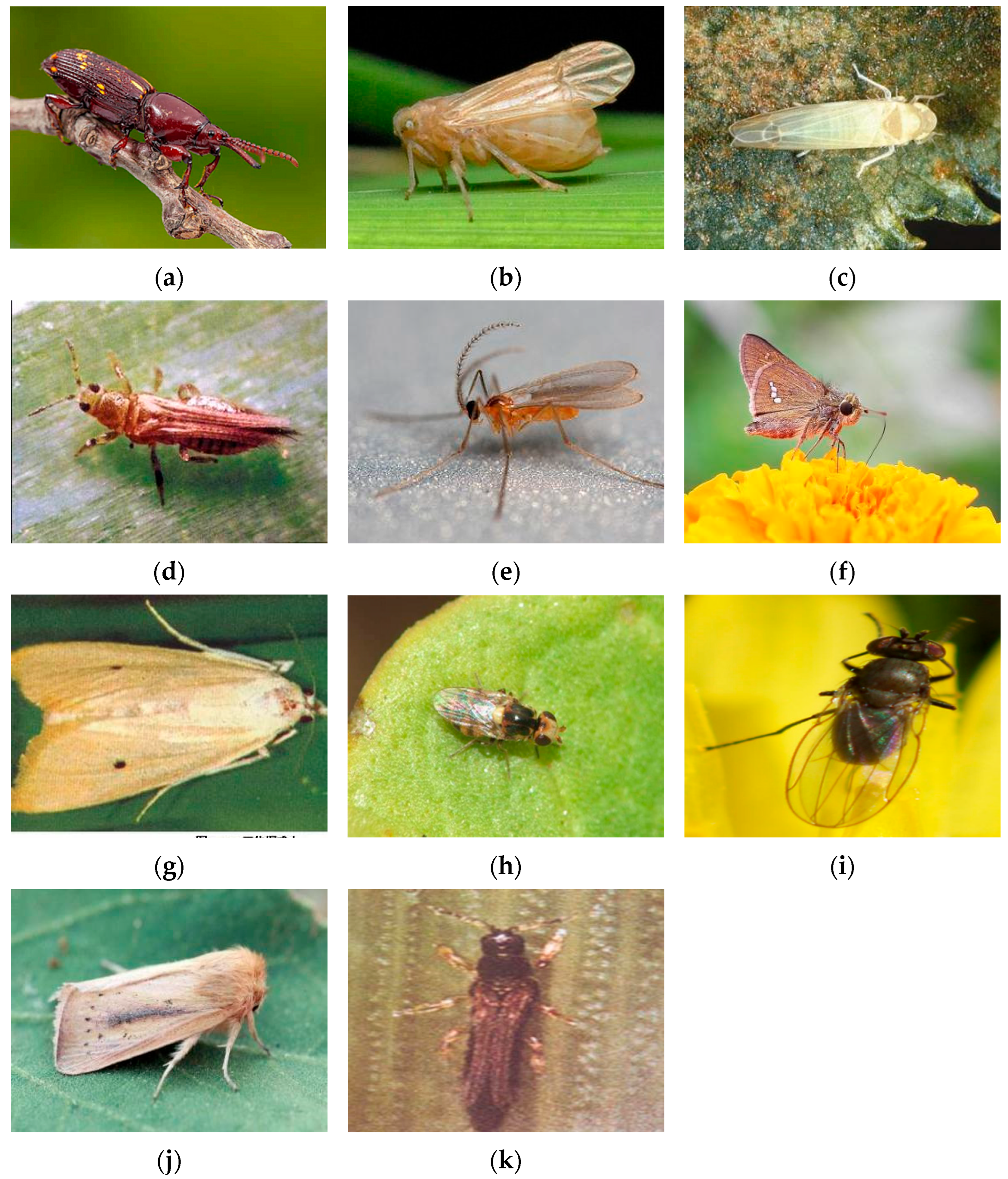Applsci 16 00352 g001 Applsci 16 00352 g001