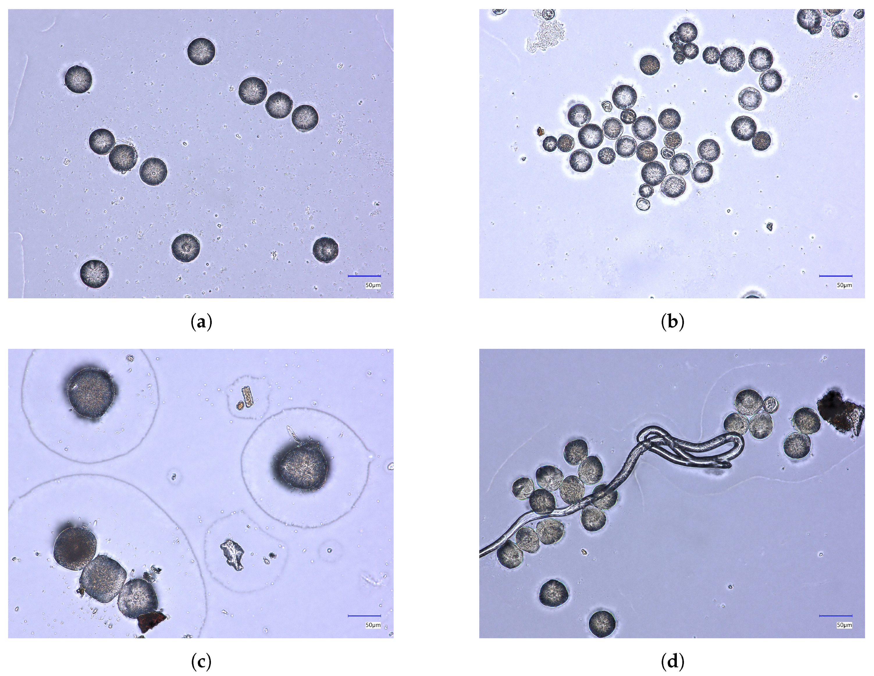 Applsci 16 00720 g001 Applsci 16 00720 g001