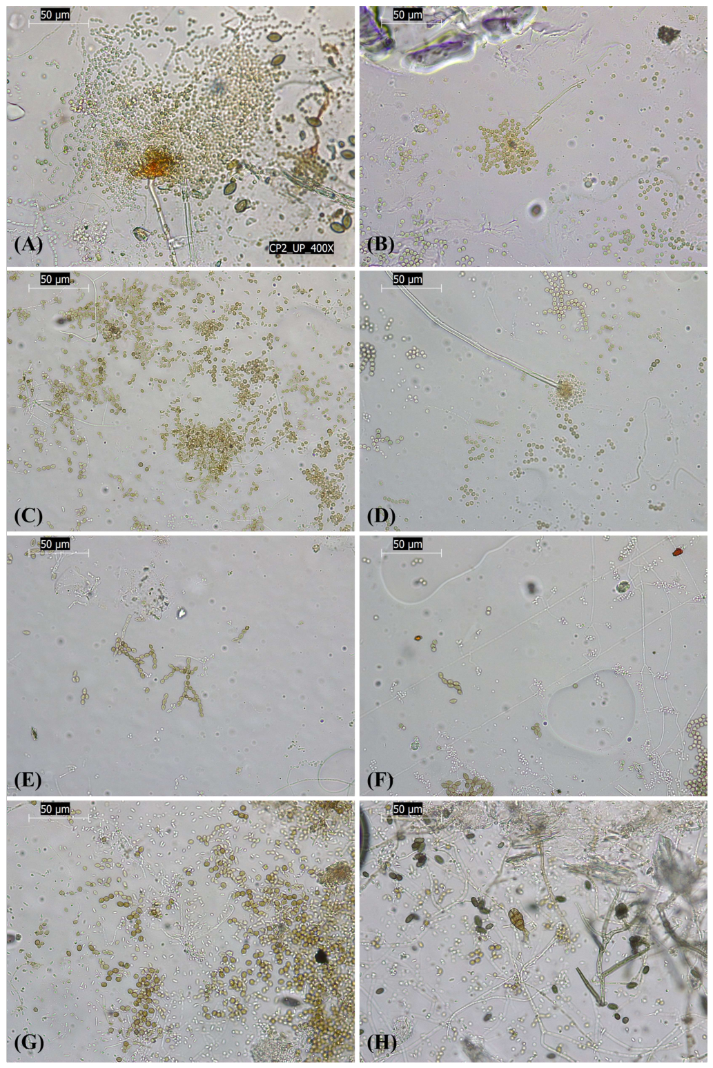 Applsci 16 06945 g009 Applsci 16 06945 g009