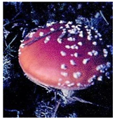 Applsci 16 08903 i001 Applsci 16 08903 i001