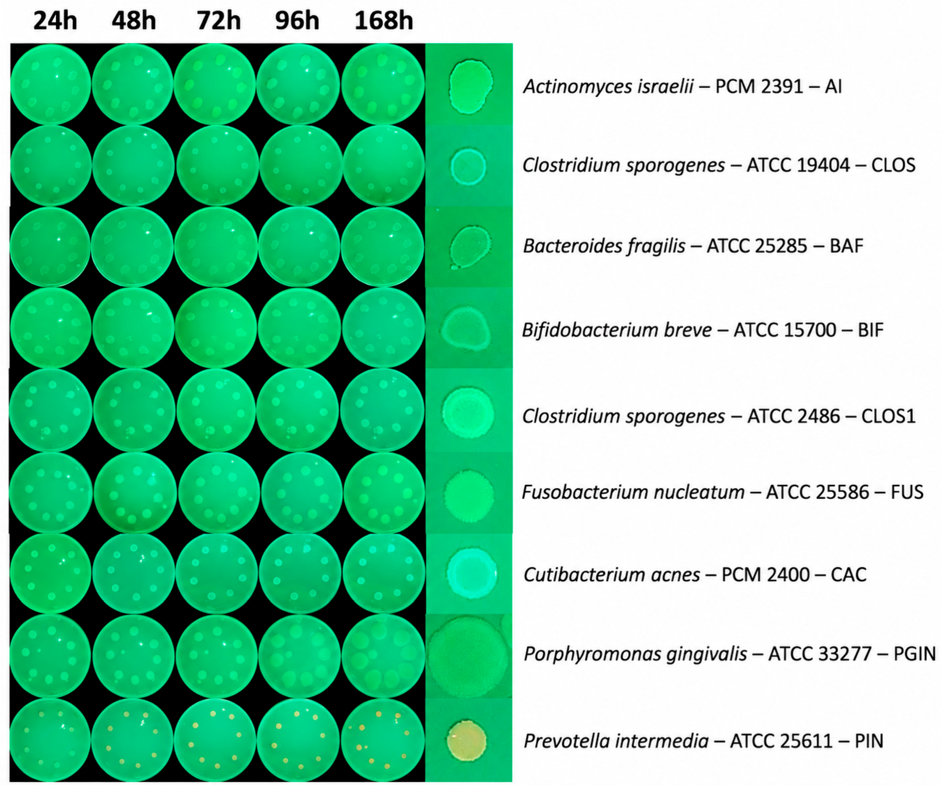 Applsci 16 10573 g005