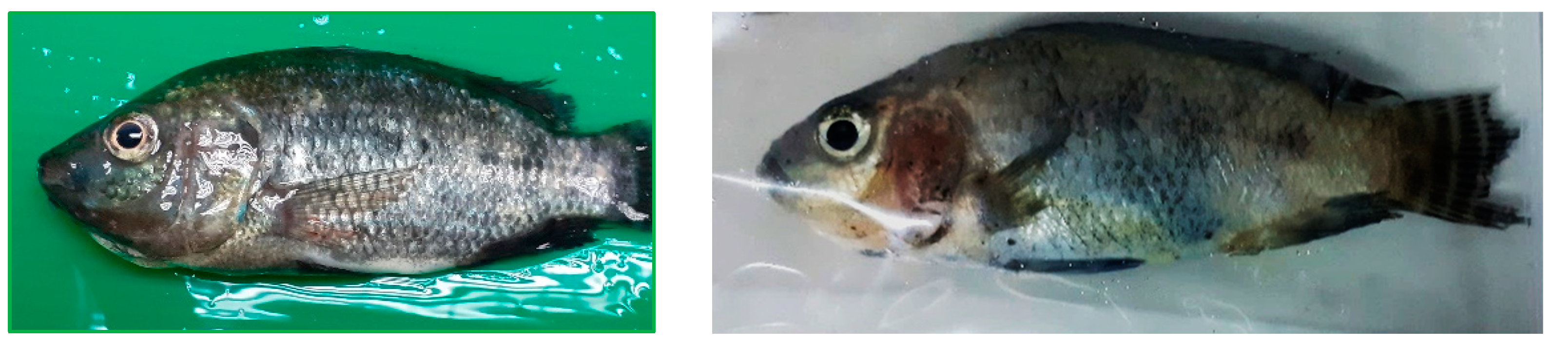 Aquacj 03 00007 g003