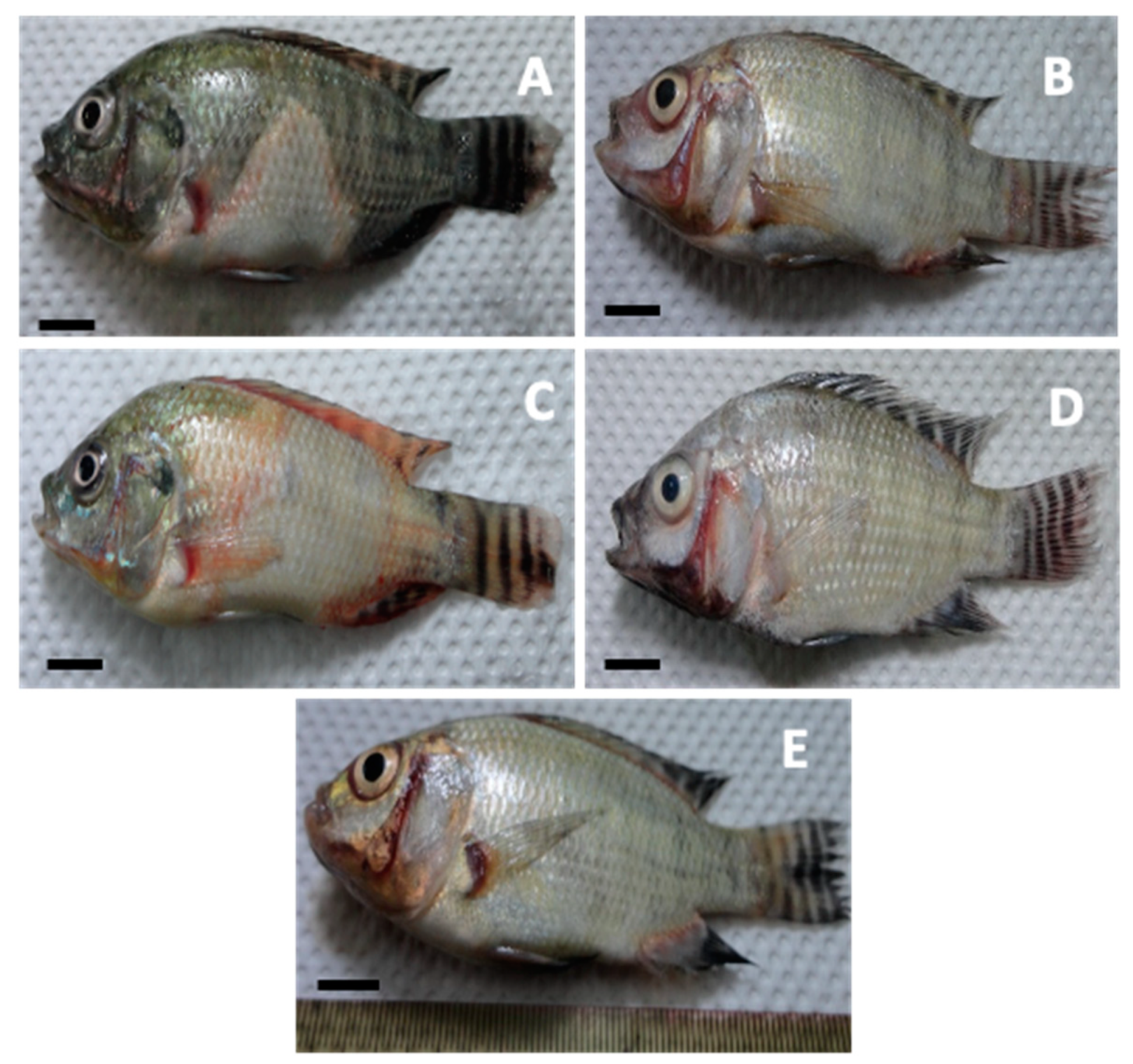 Aquacj 04 00012 g005