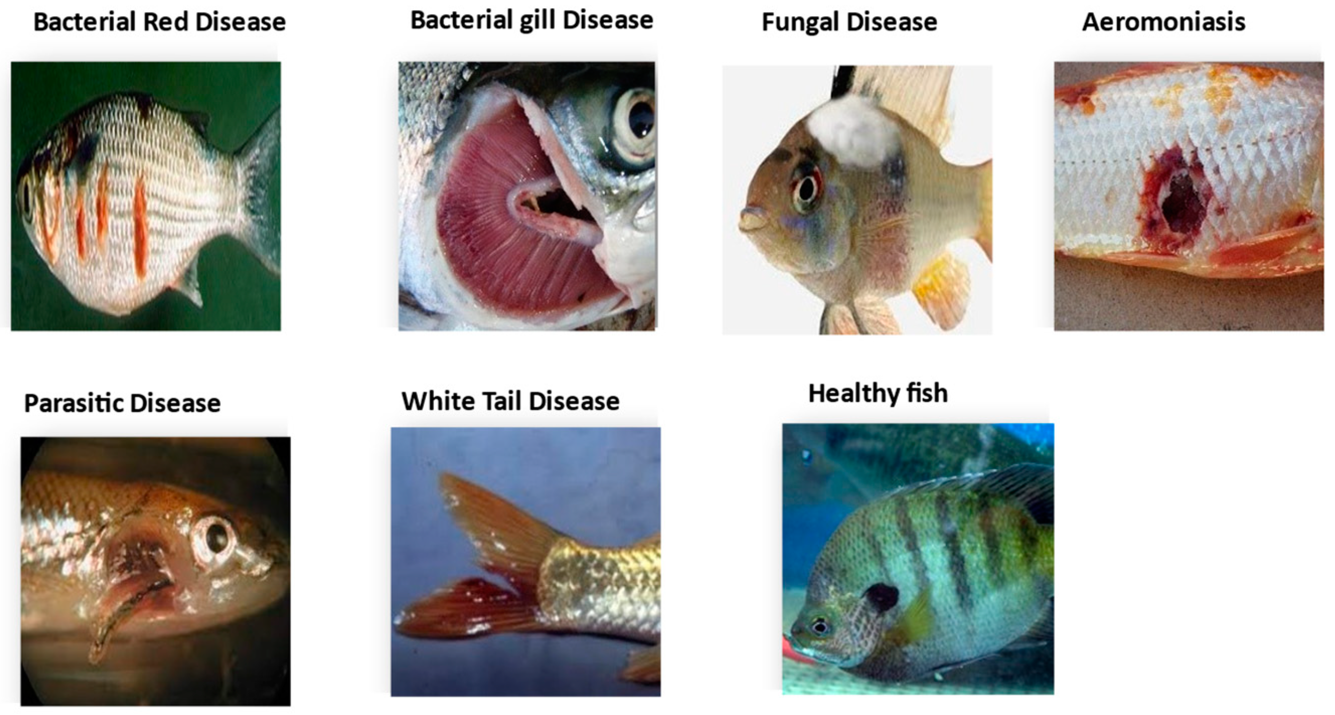 Enhancing Disease Detection in the Aquaculture Sector Using ...