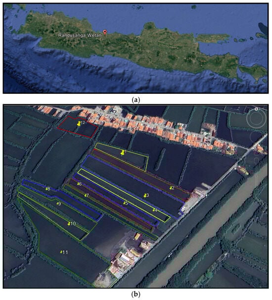(a) The experiment was conducted at Randusanga Village, Brebes Dictrict, Central Java Province. (b) Pond’s experiment, red: seaweed and seabass (pond marker numbers 2, 6, 12); yellow: seaweed and shrimp (marker numbers 1, 4, 10); green: seaweed (marker numbers 7, 9, 11); blue: seaweed and Milkfish (marker numbers 3, 5, 8).