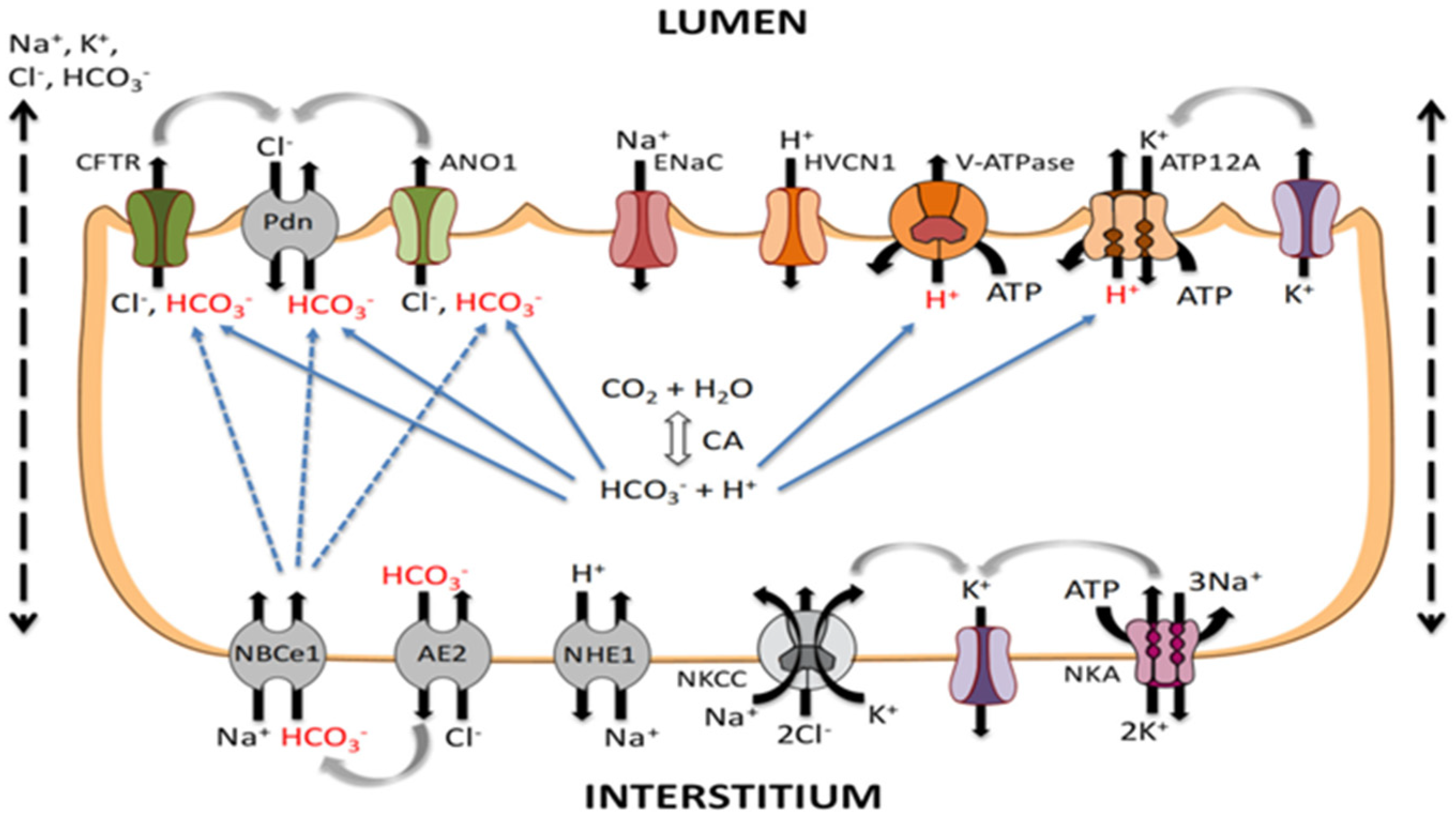 Arm 91 00034 g001 Arm 91 00034 g001