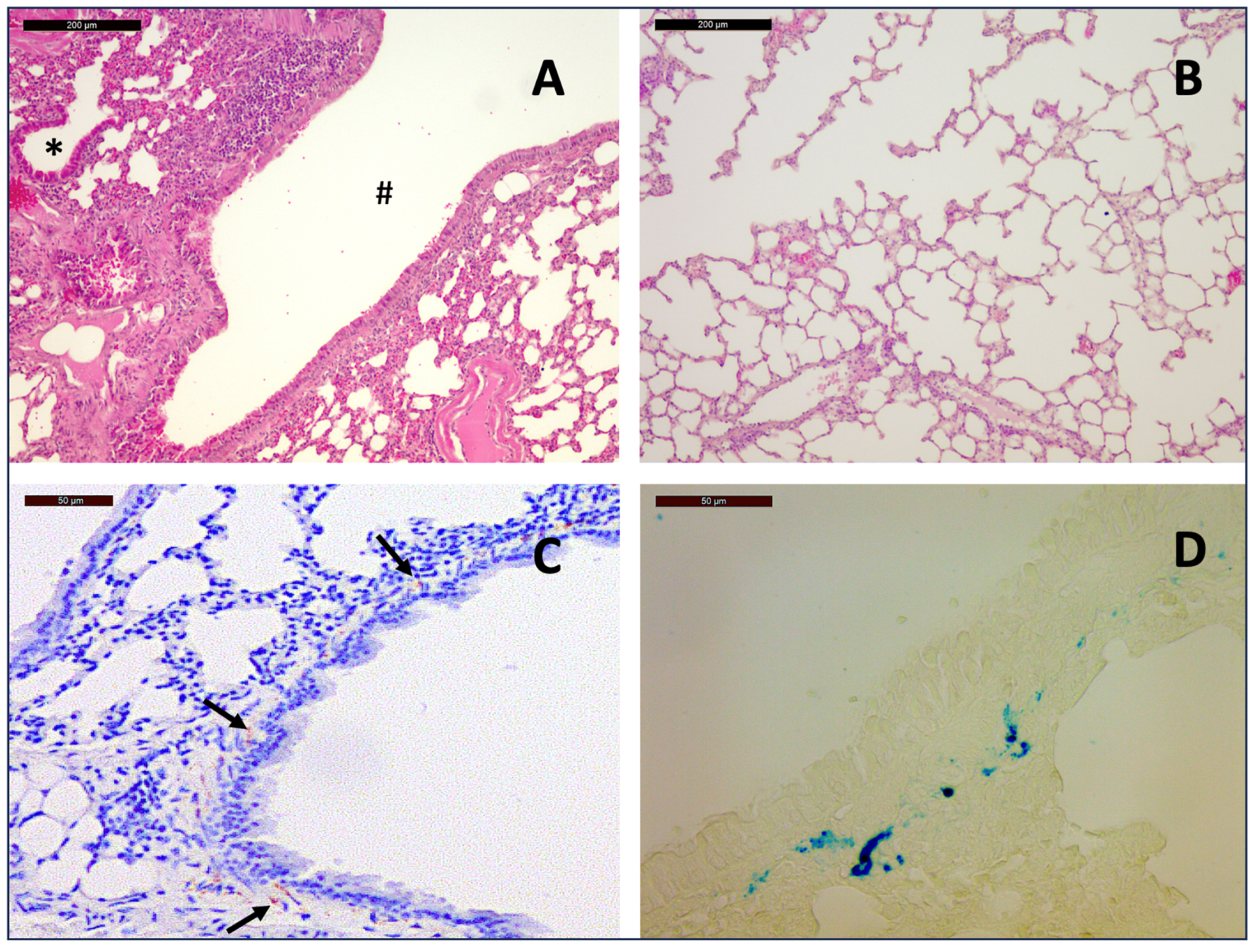 Arm 93 00007 g001 Arm 93 00007 g001