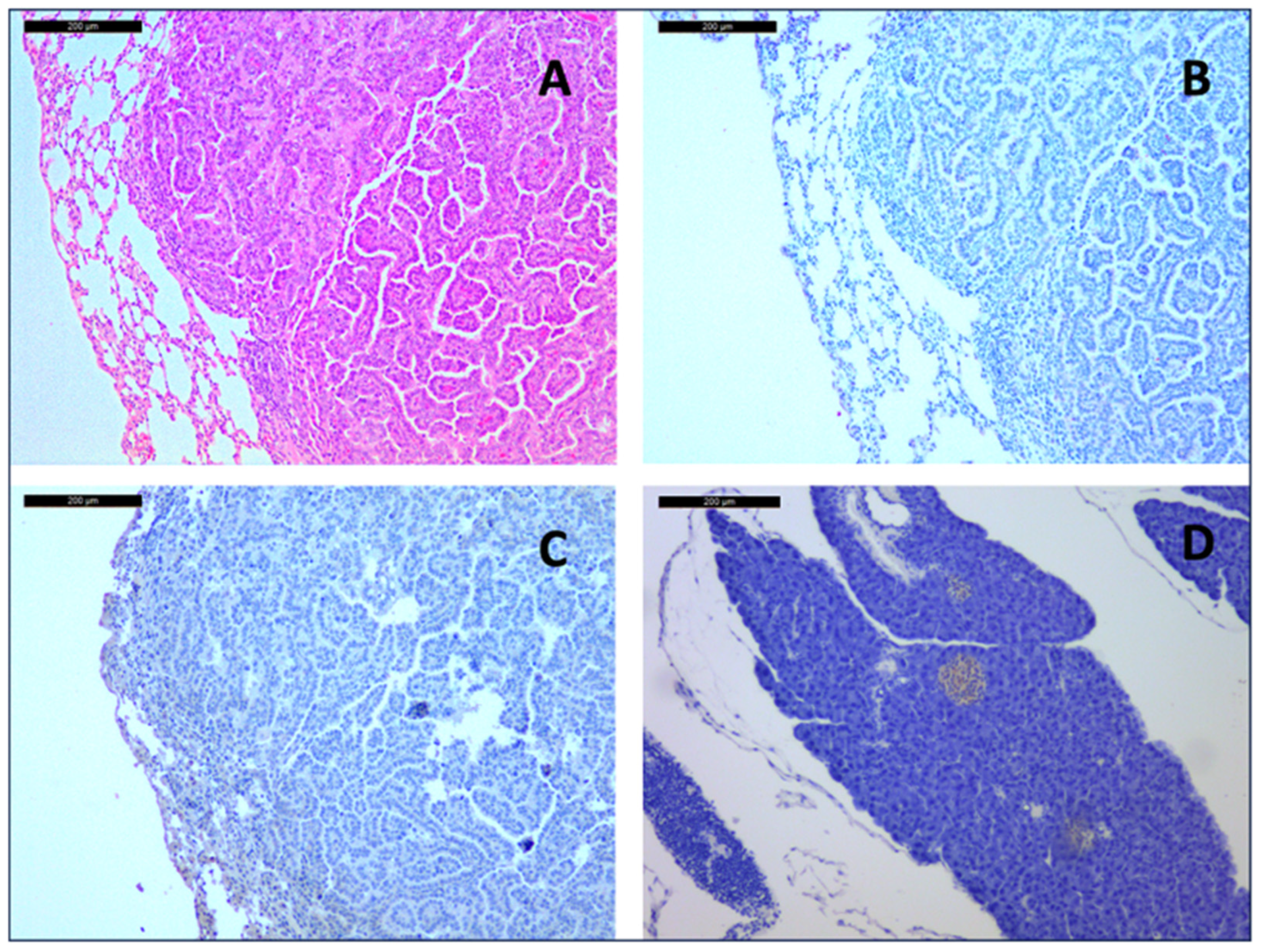 Arm 93 00007 g002 Arm 93 00007 g002