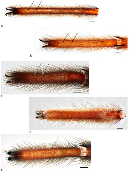 Arthropoda 01 00010 g001 550