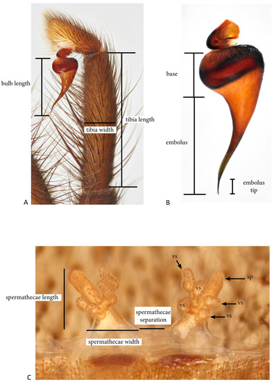 Arthropoda 01 00010 g002 550