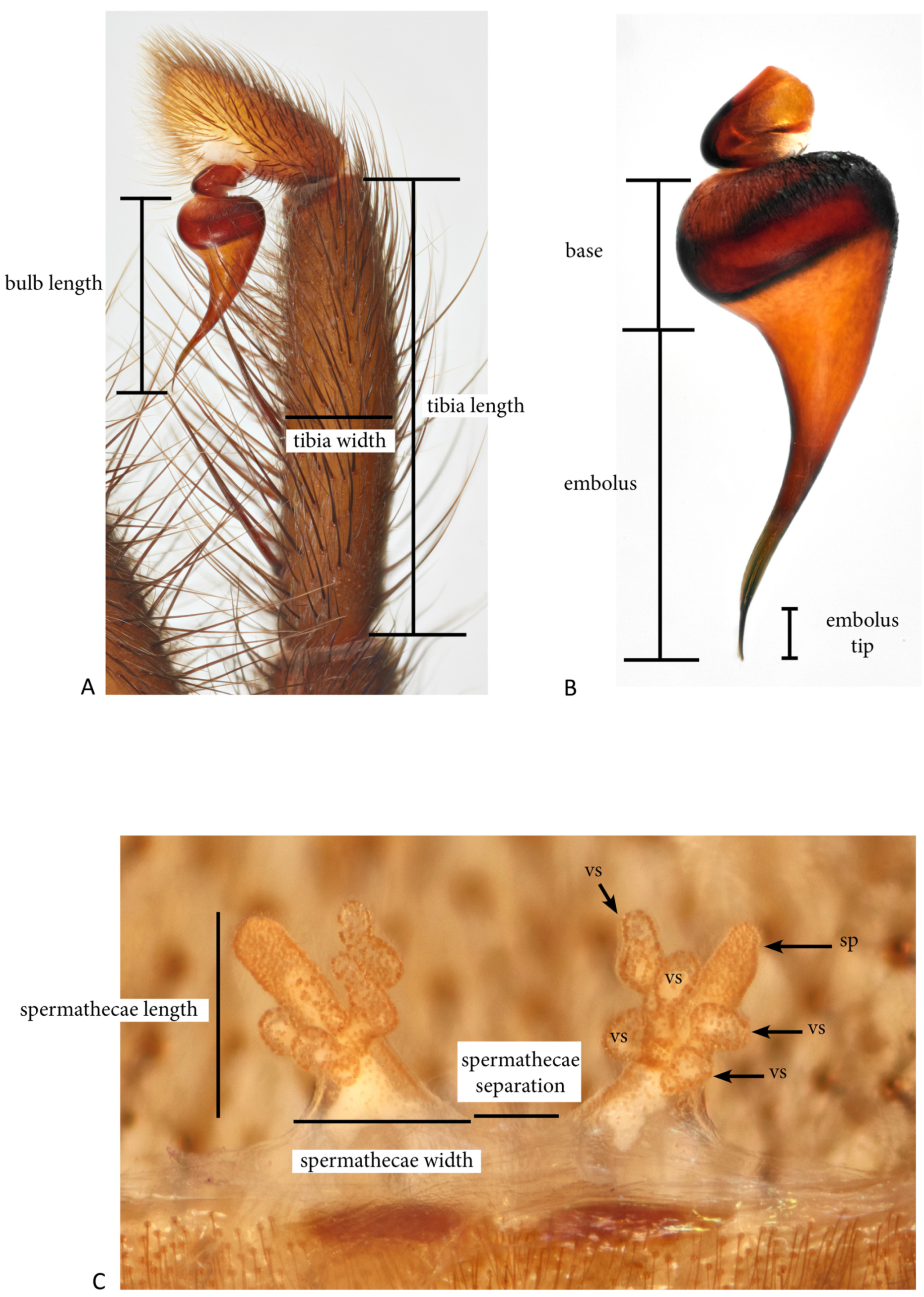Arthropoda 01 00010 g002
