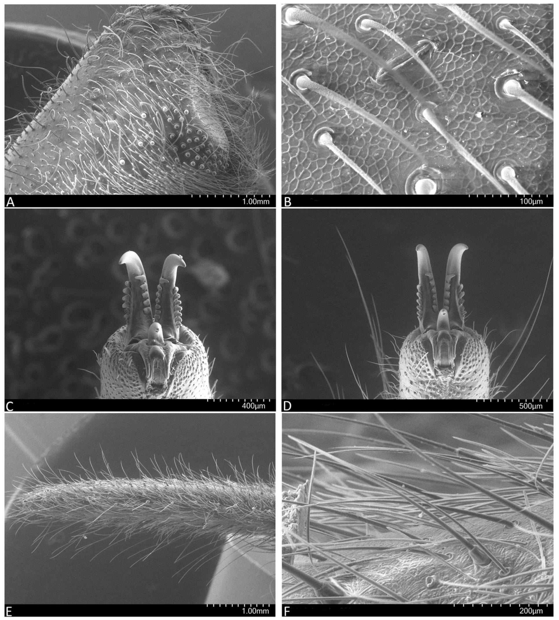 Arthropoda 01 00010 g003
