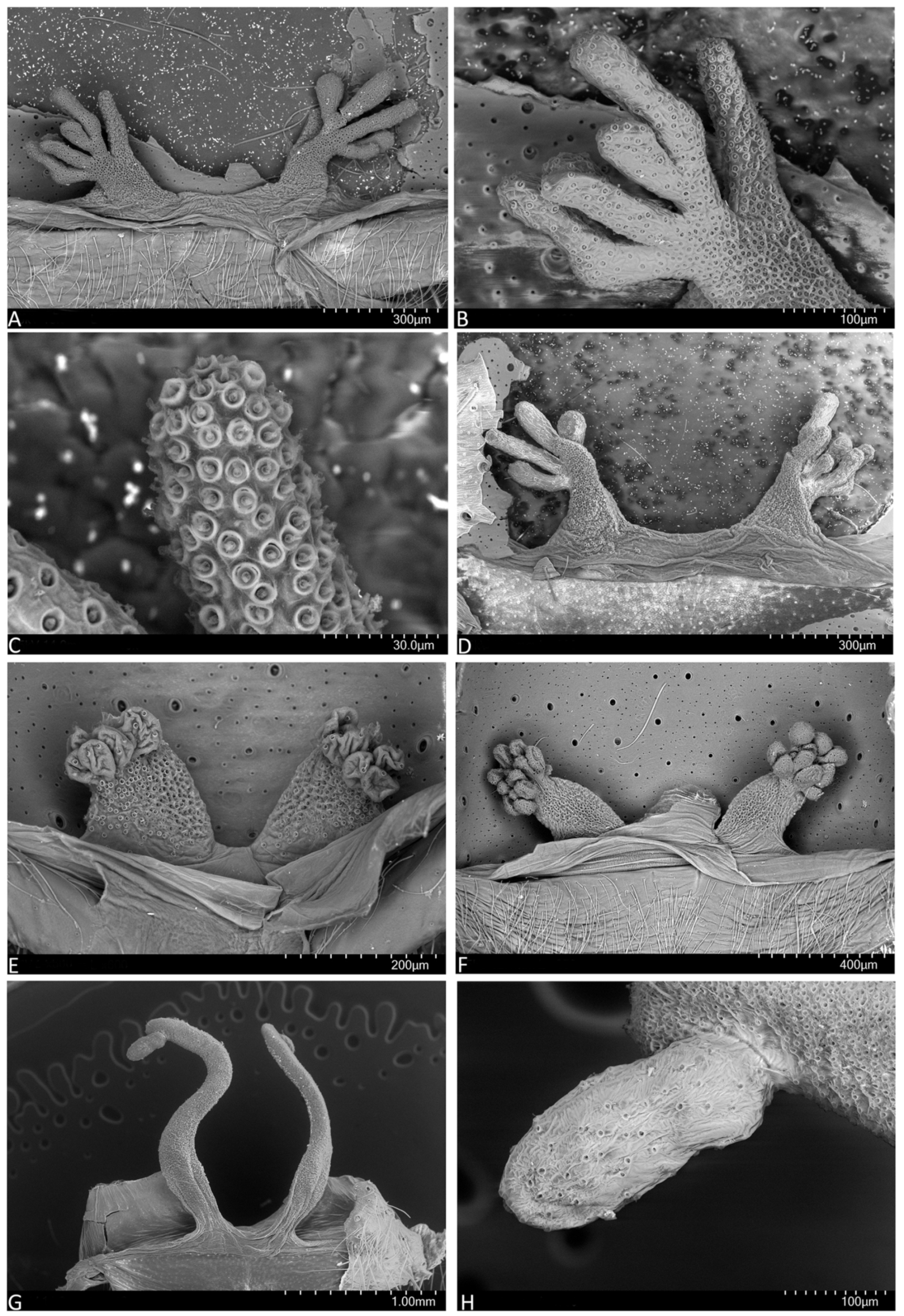 Arthropoda 01 00010 g004