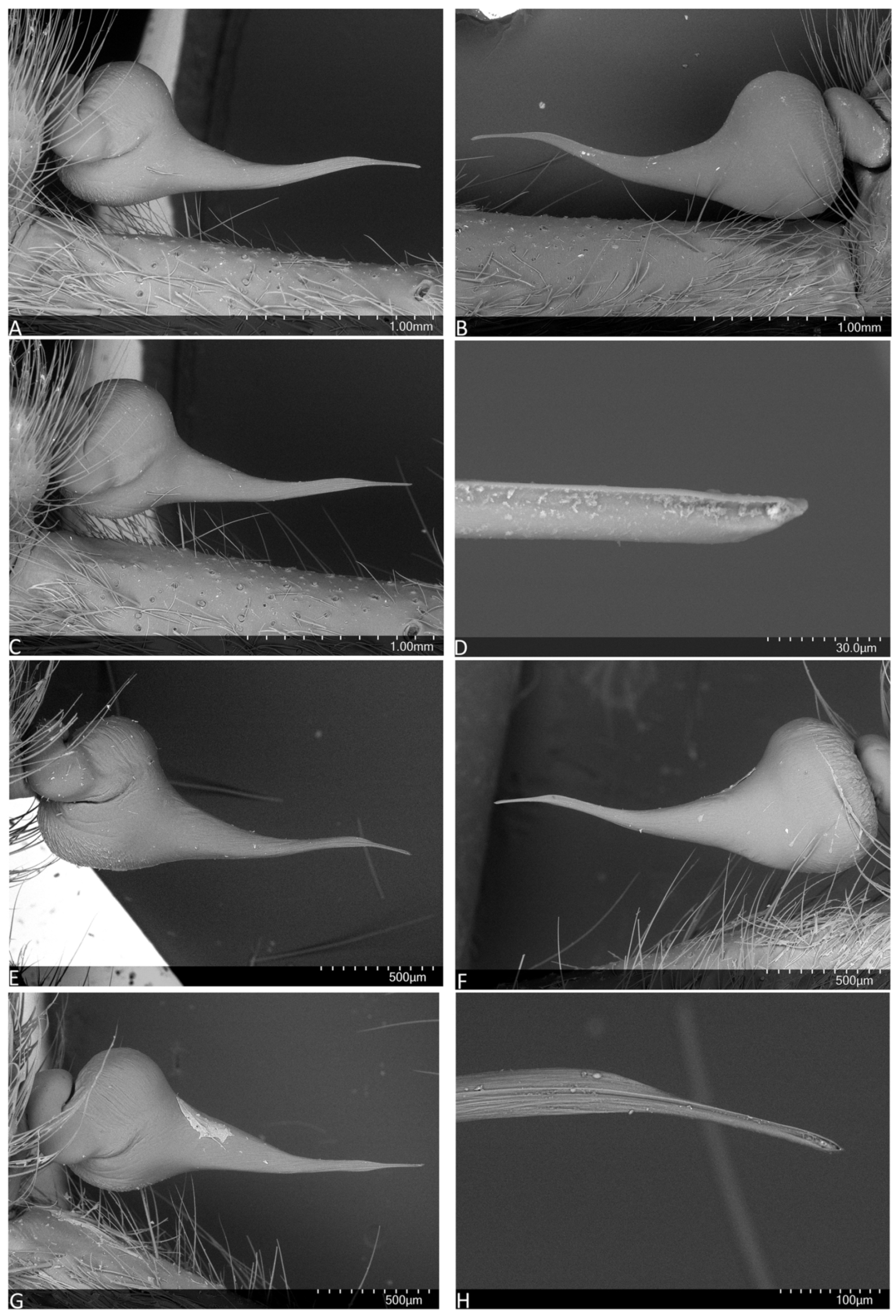 Arthropoda 01 00010 g005