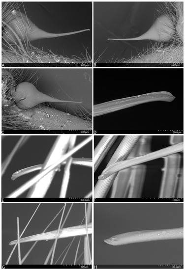 Arthropoda 01 00010 g006 550