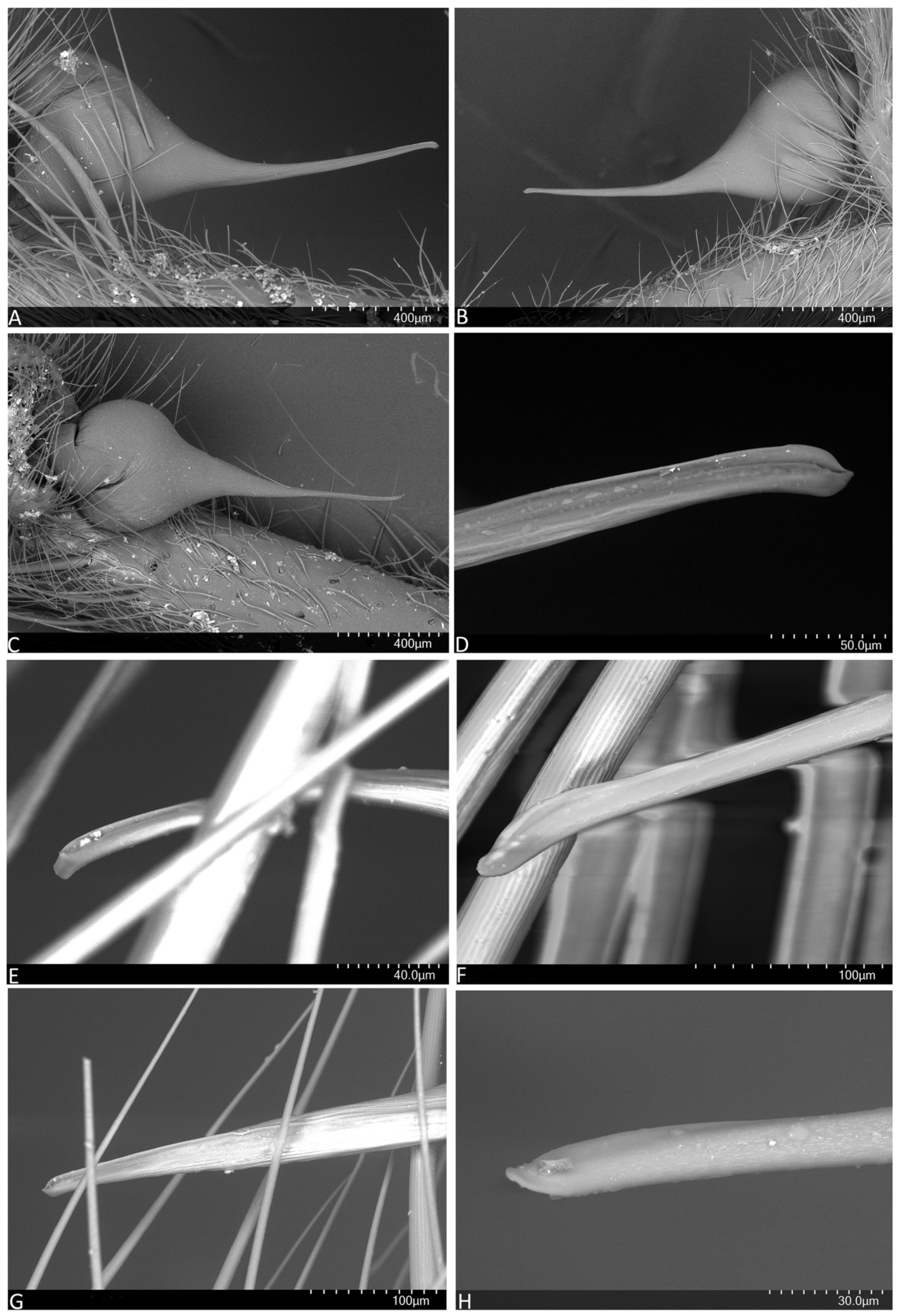 Arthropoda 01 00010 g006