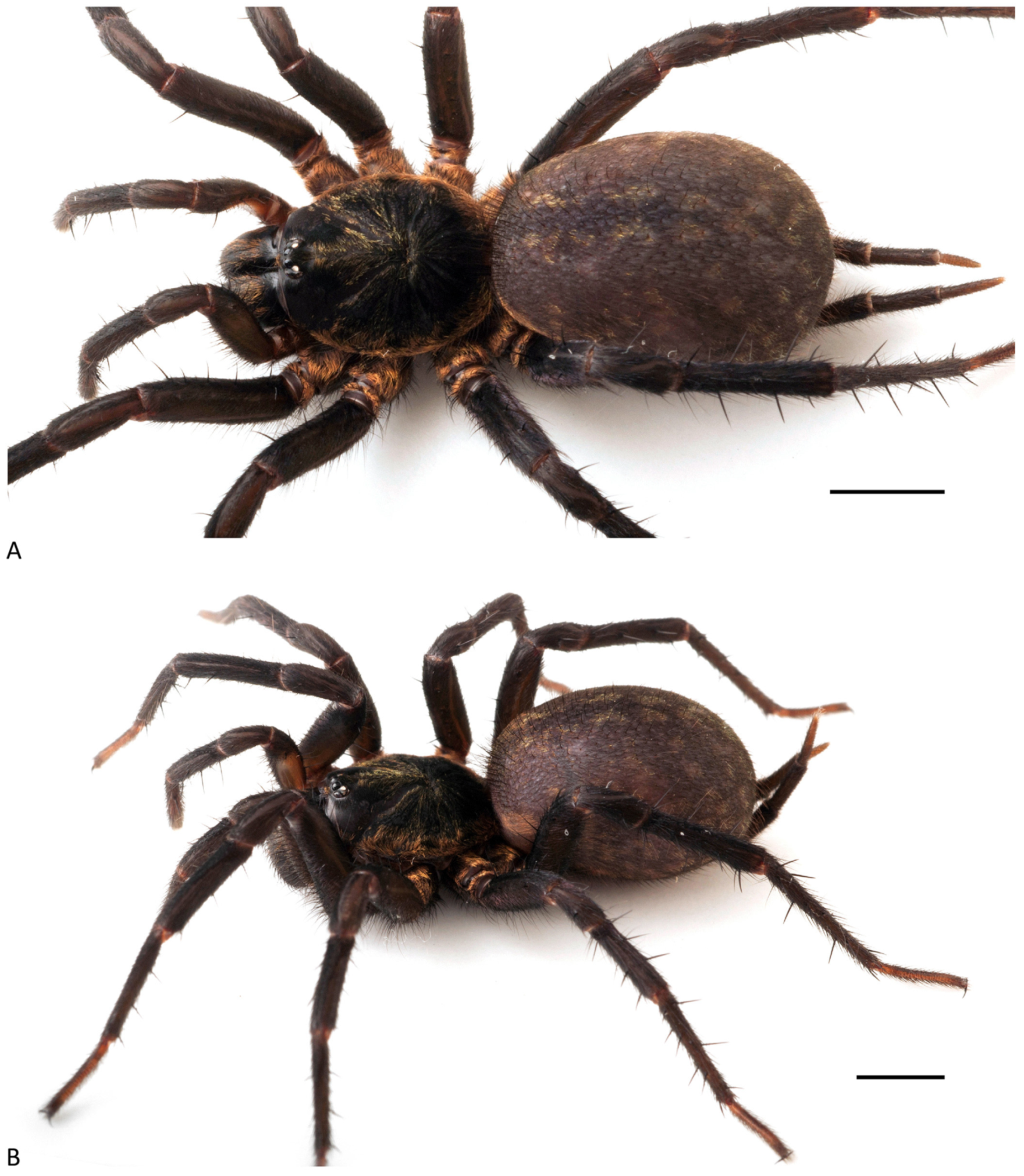 Arthropoda 01 00010 g007