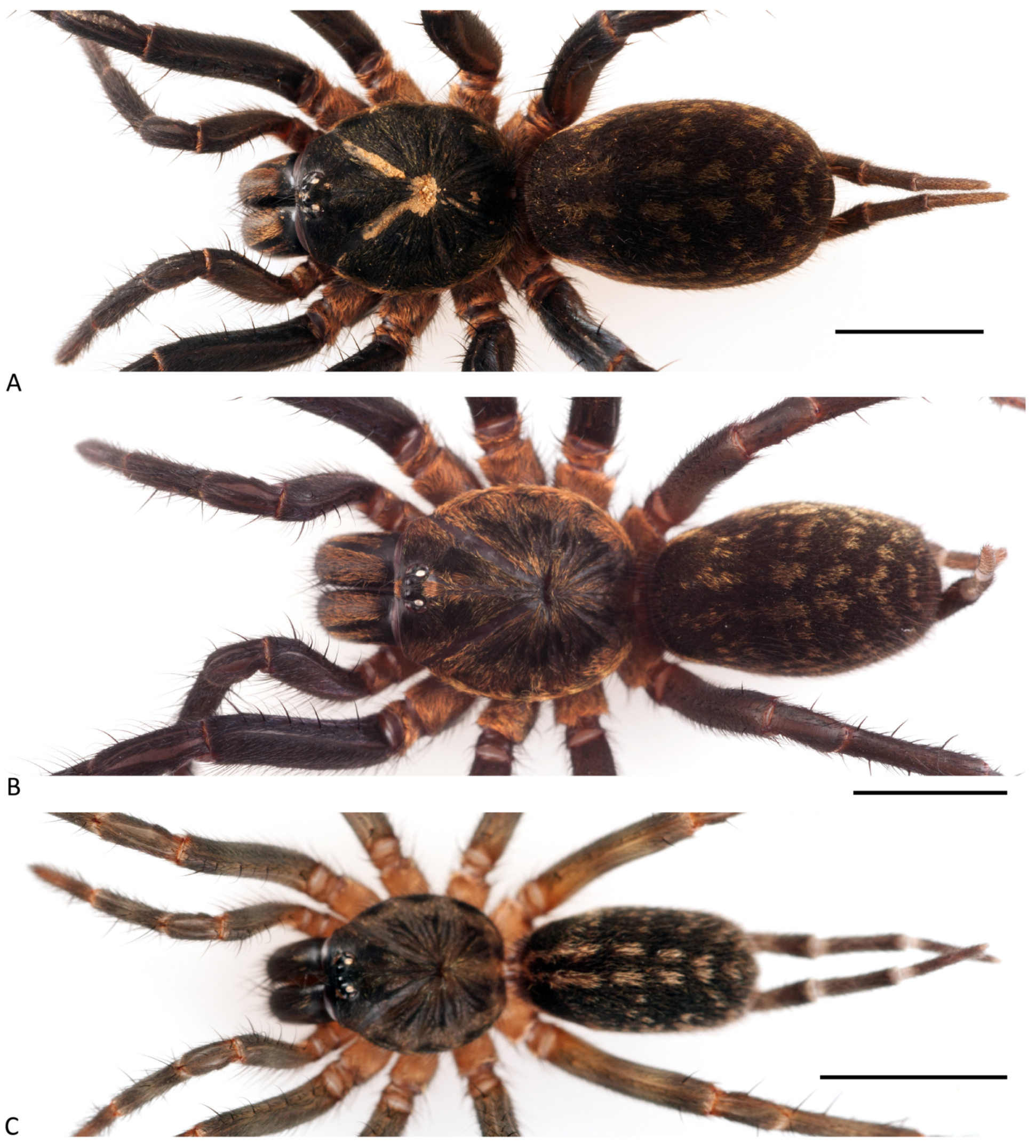 Arthropoda 01 00010 g009