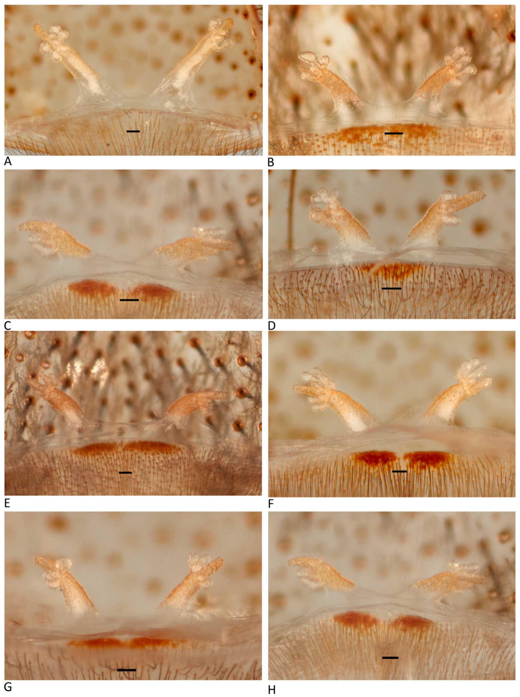 Arthropoda 01 00010 g010