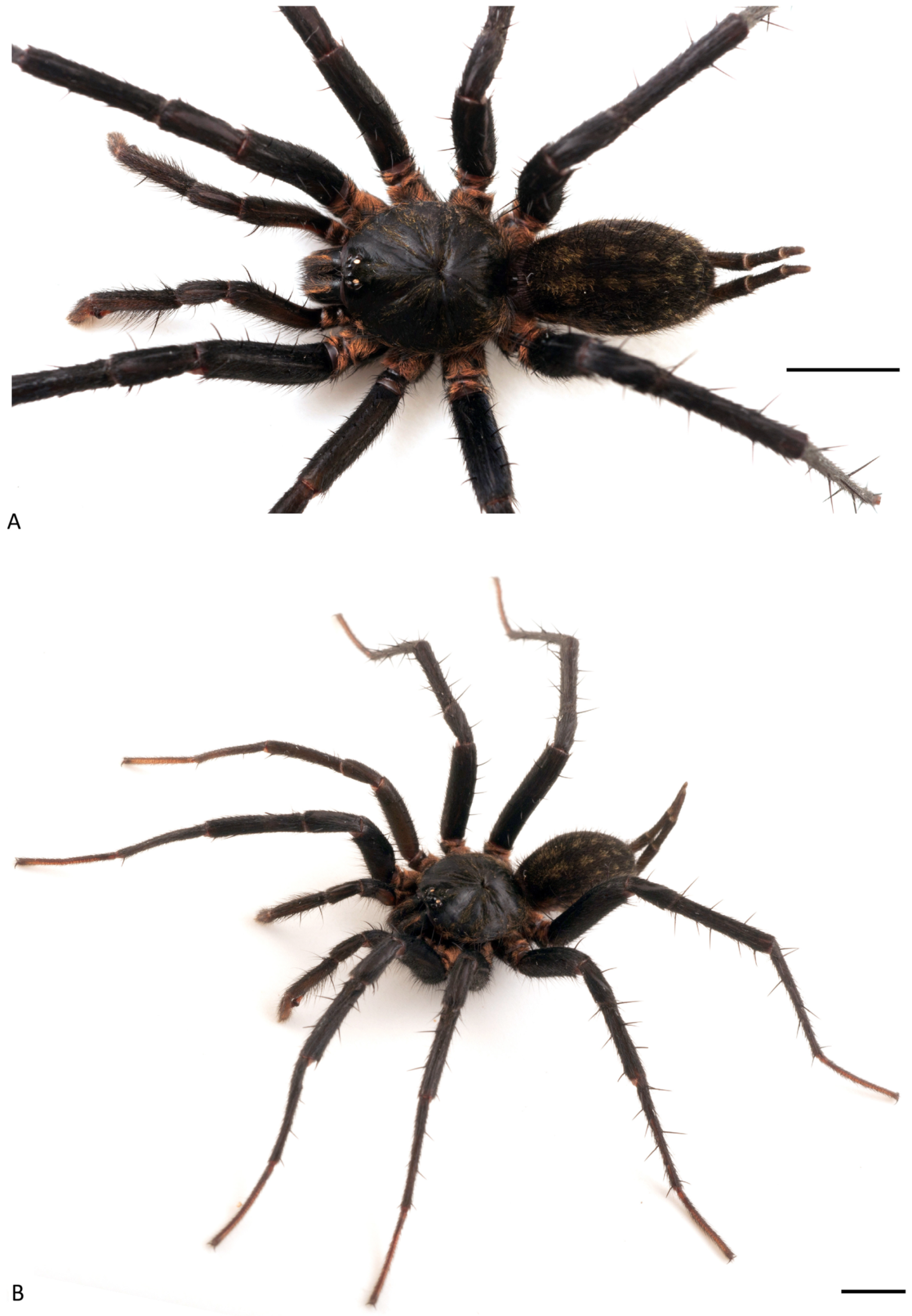 Arthropoda 01 00010 g011