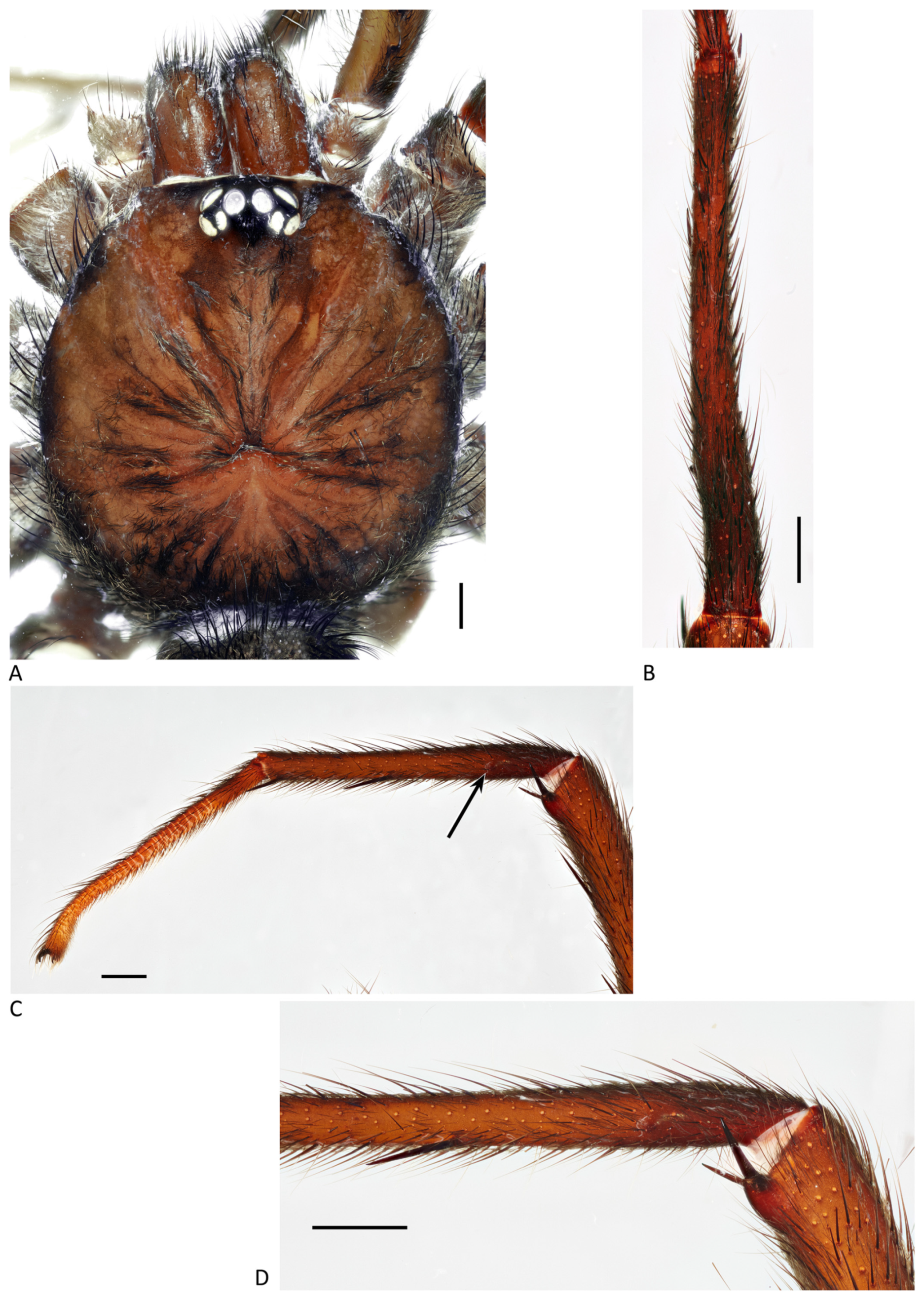 Arthropoda 01 00010 g012