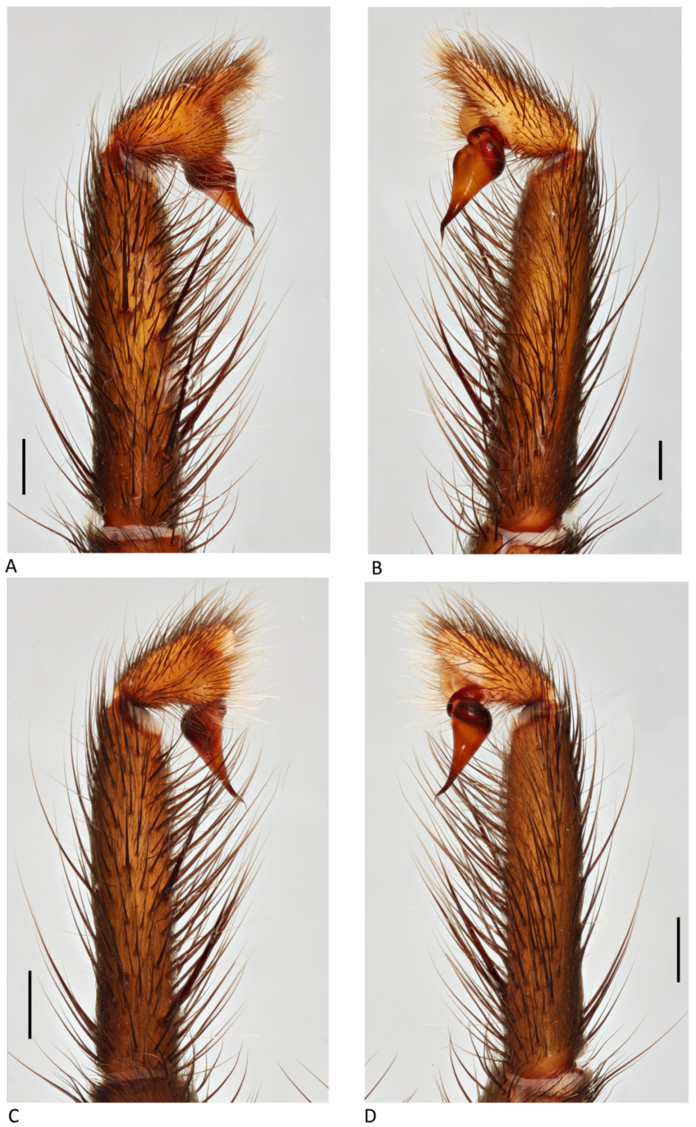 Arthropoda 01 00010 g013