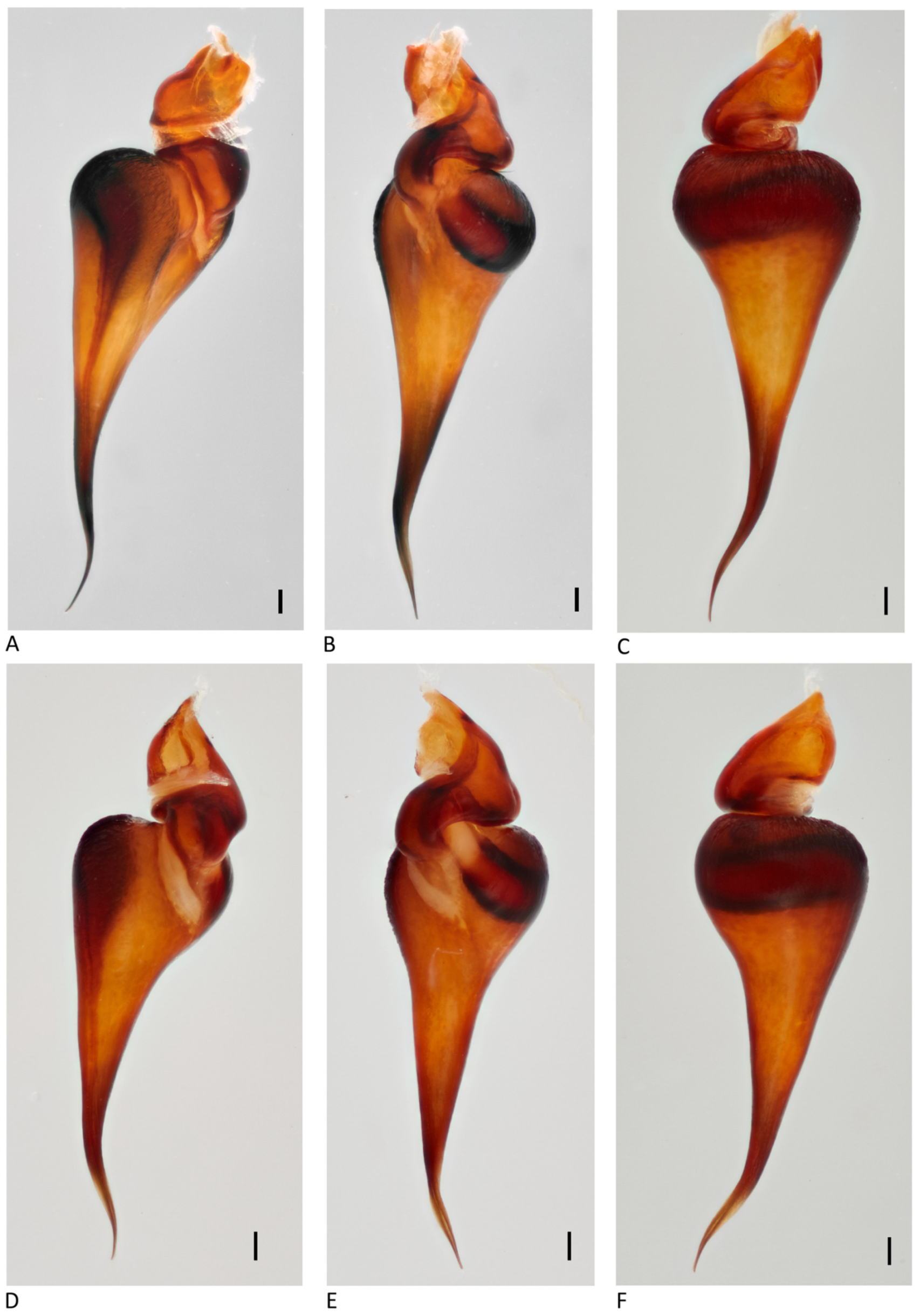 Arthropoda 01 00010 g014