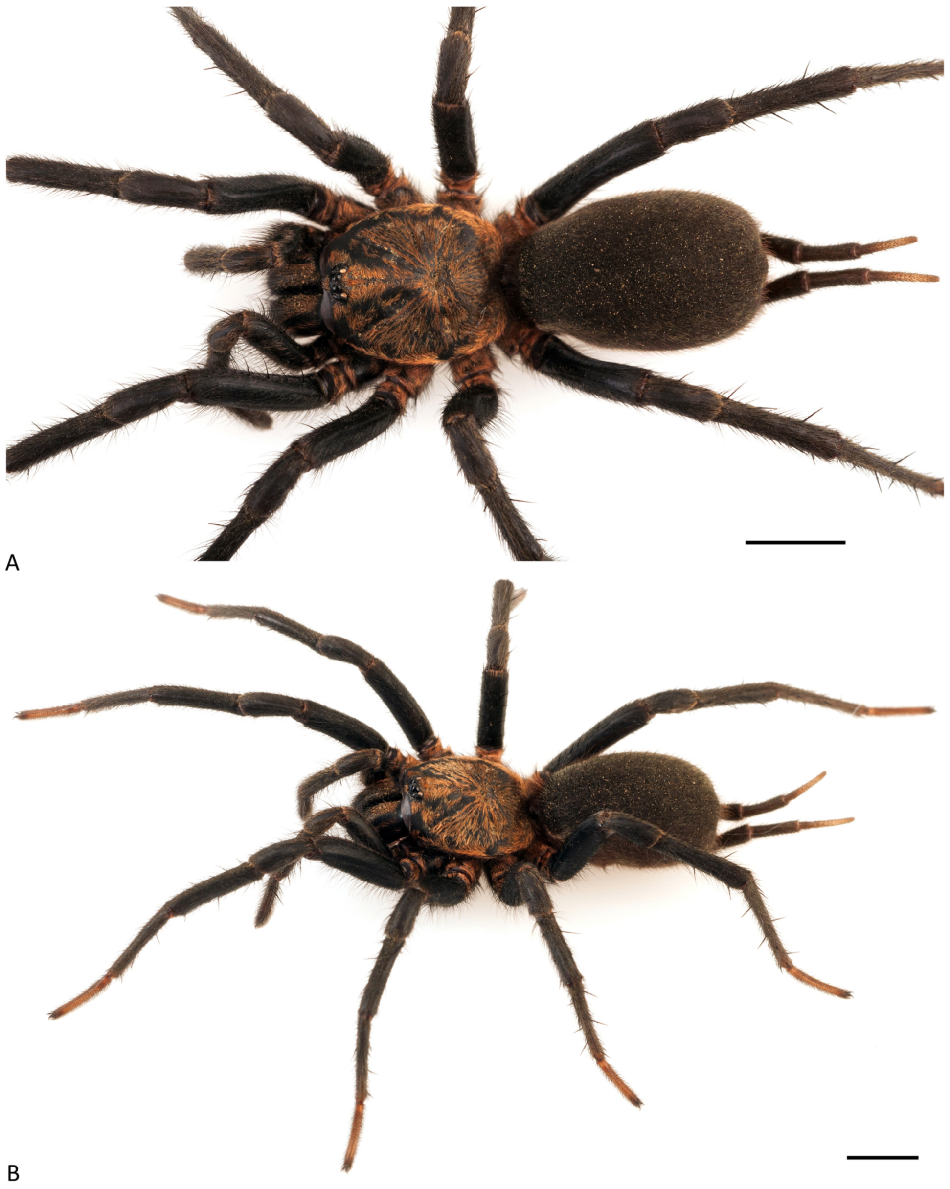 Arthropoda 01 00010 g015