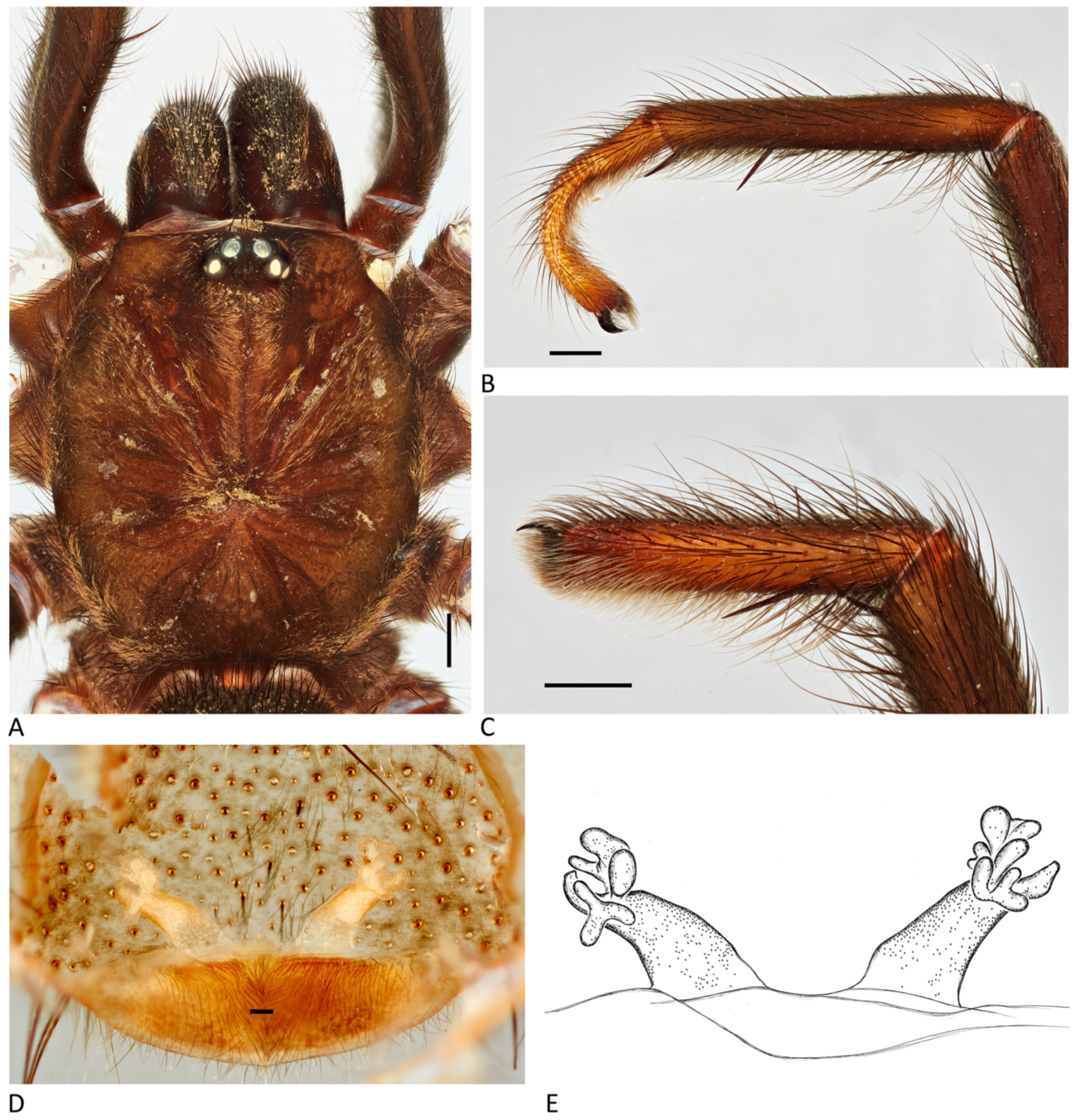 Arthropoda 01 00010 g016