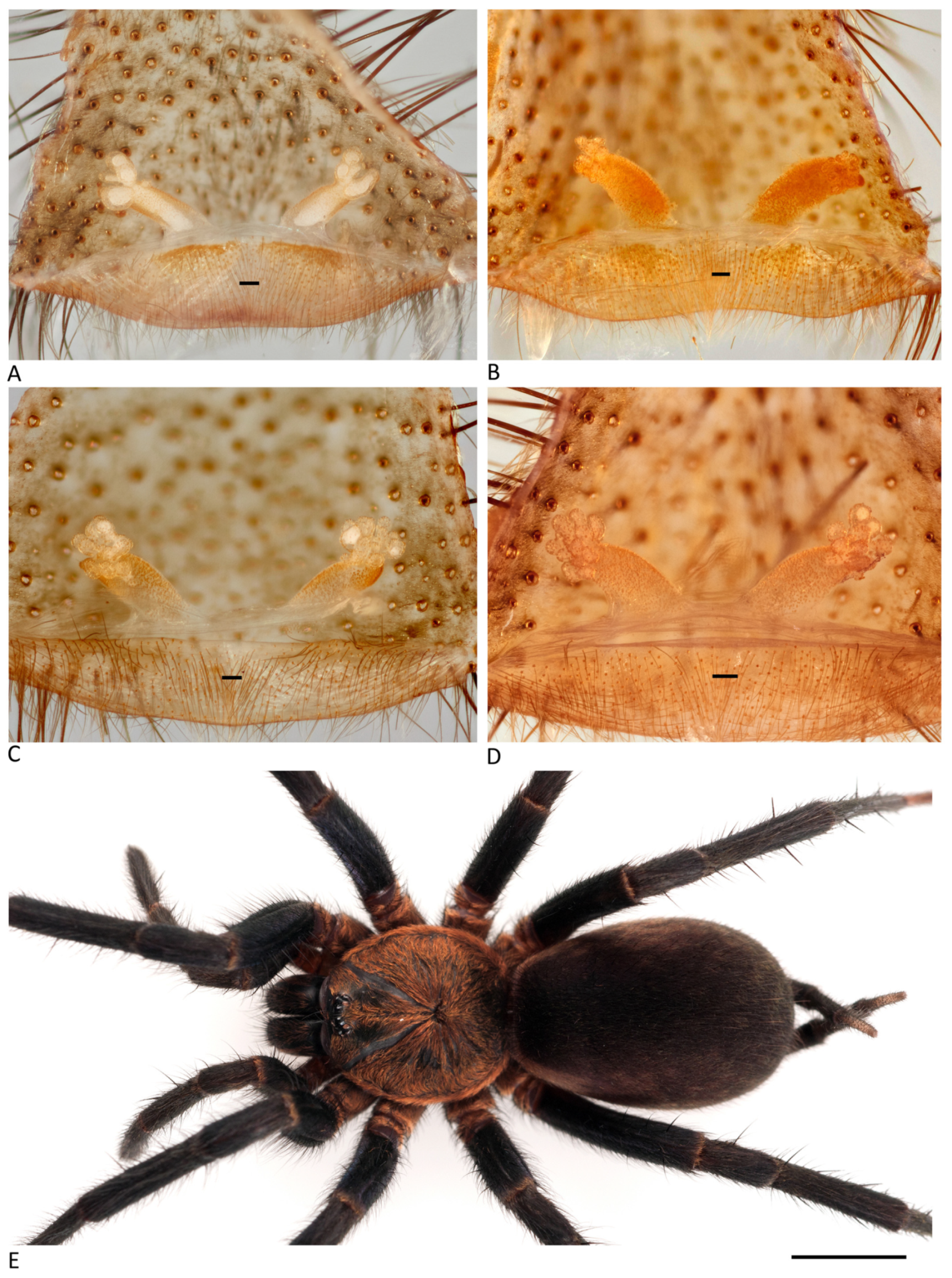 Arthropoda 01 00010 g017