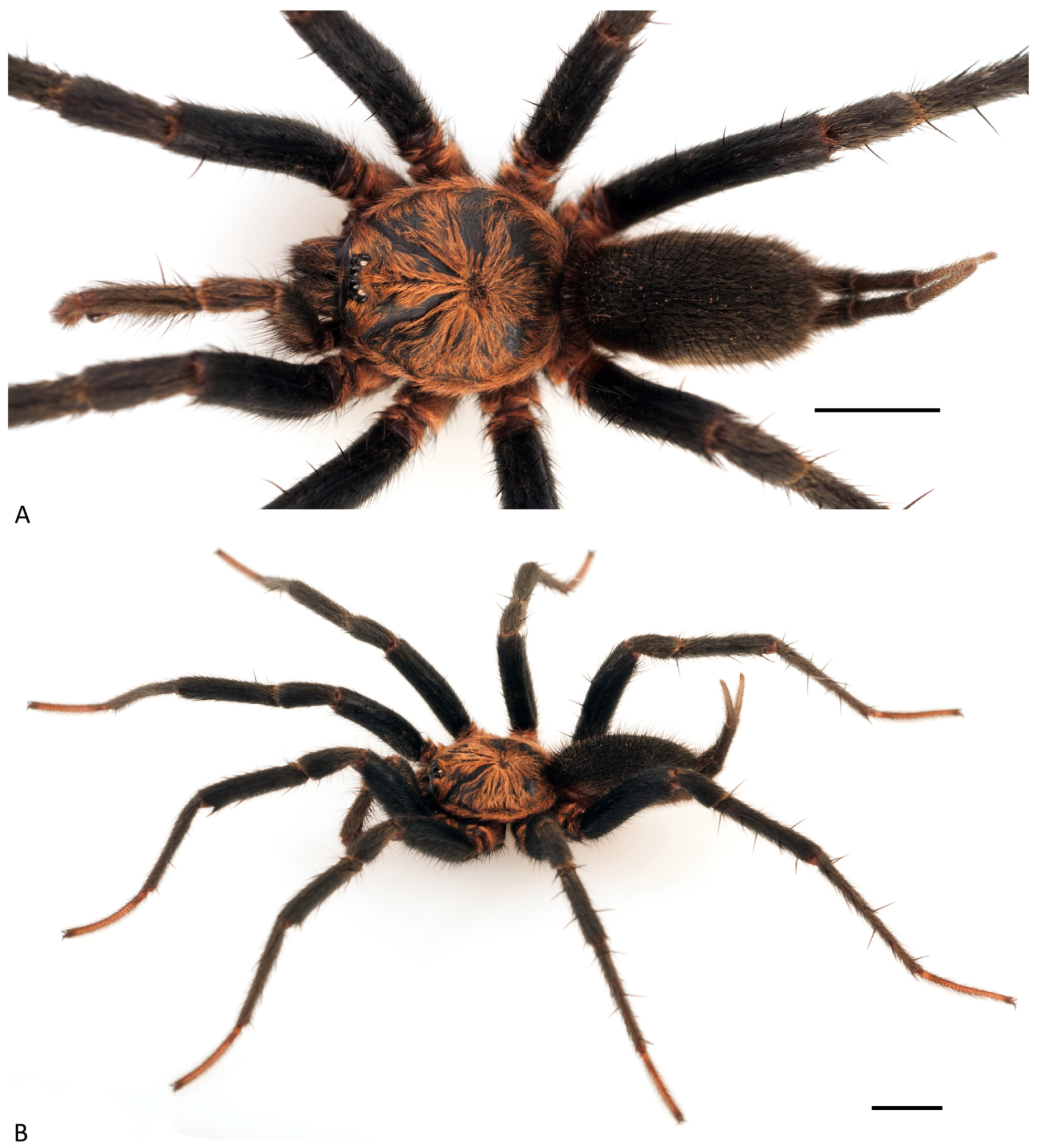 Arthropoda 01 00010 g018