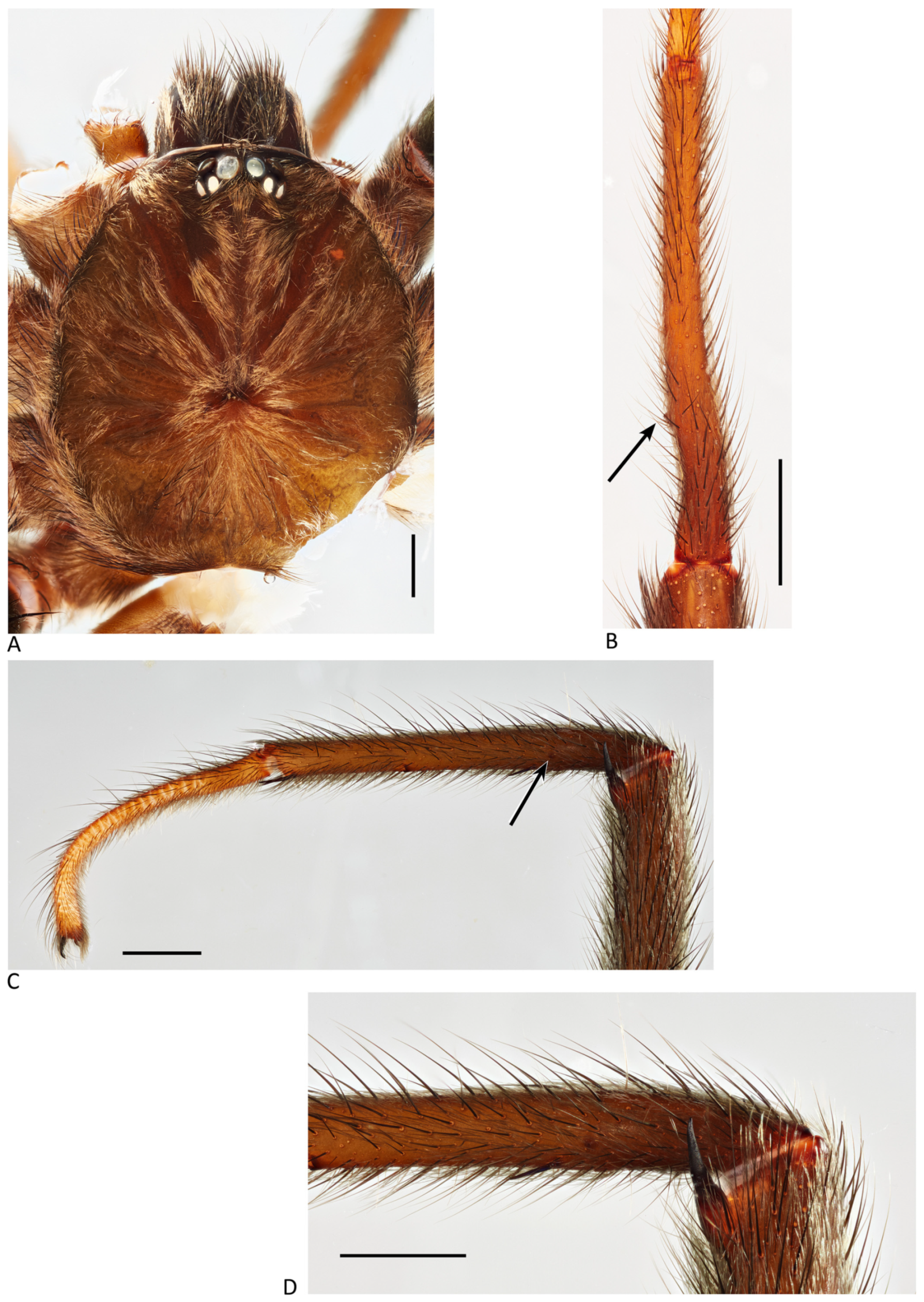 Arthropoda 01 00010 g019