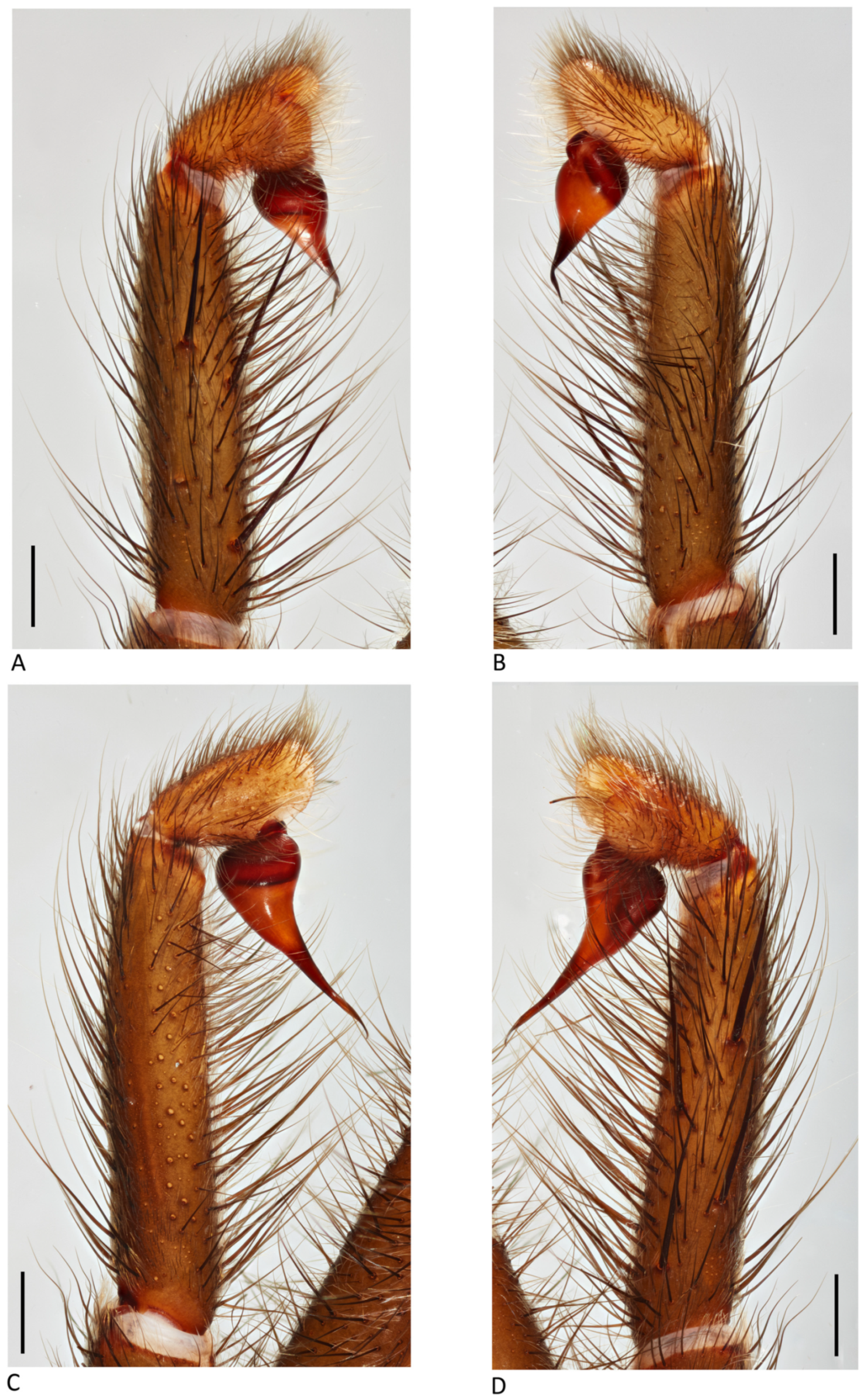 Arthropoda 01 00010 g020
