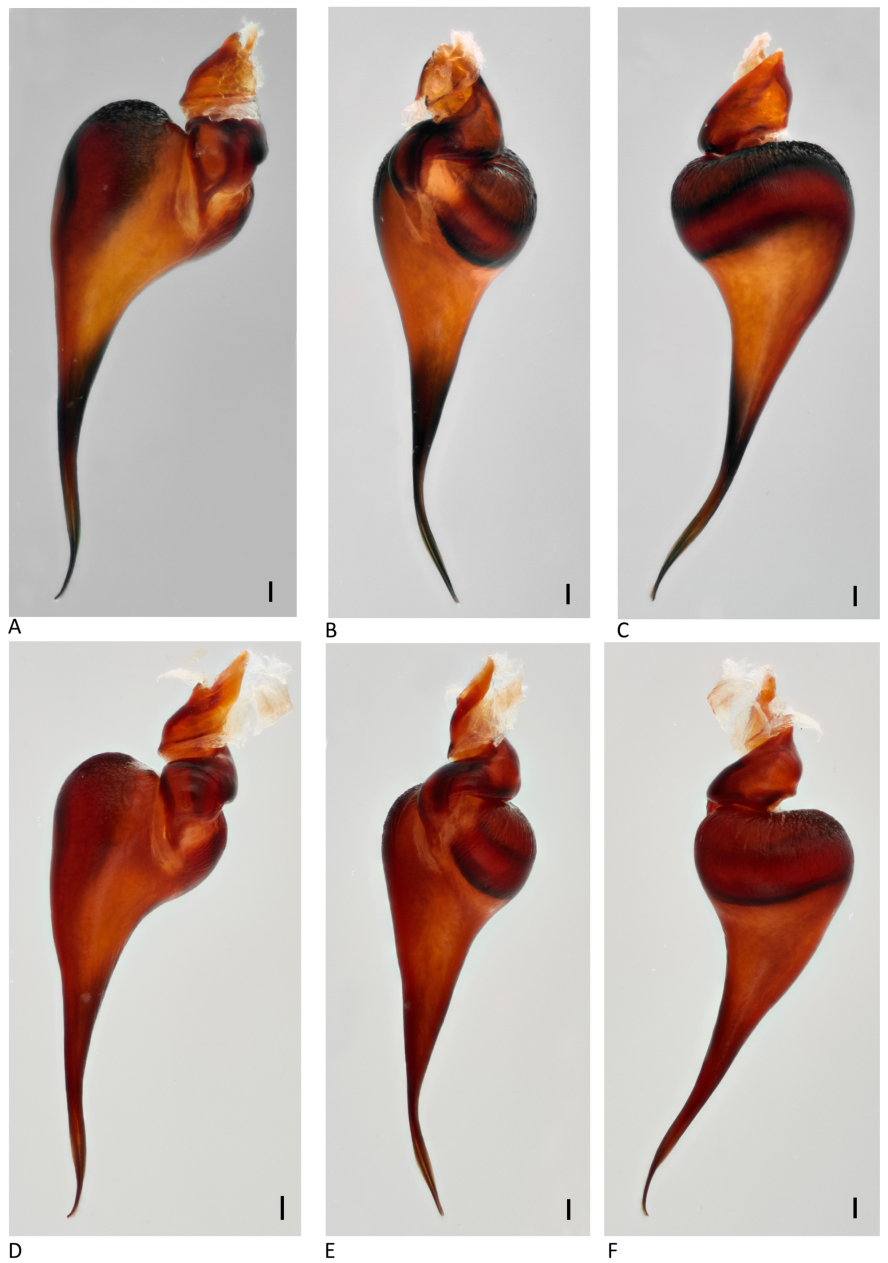 Arthropoda 01 00010 g021