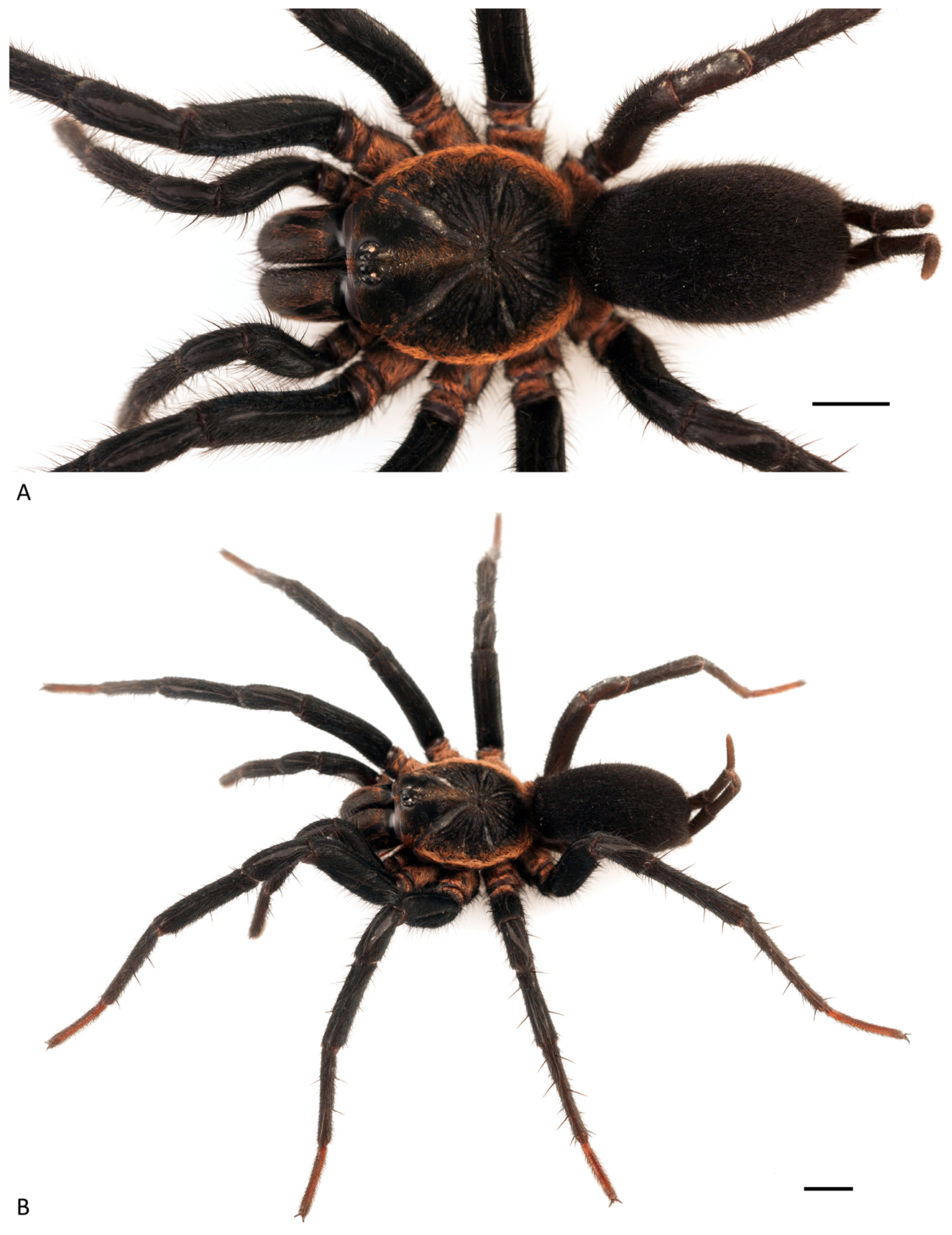 Arthropoda 01 00010 g022