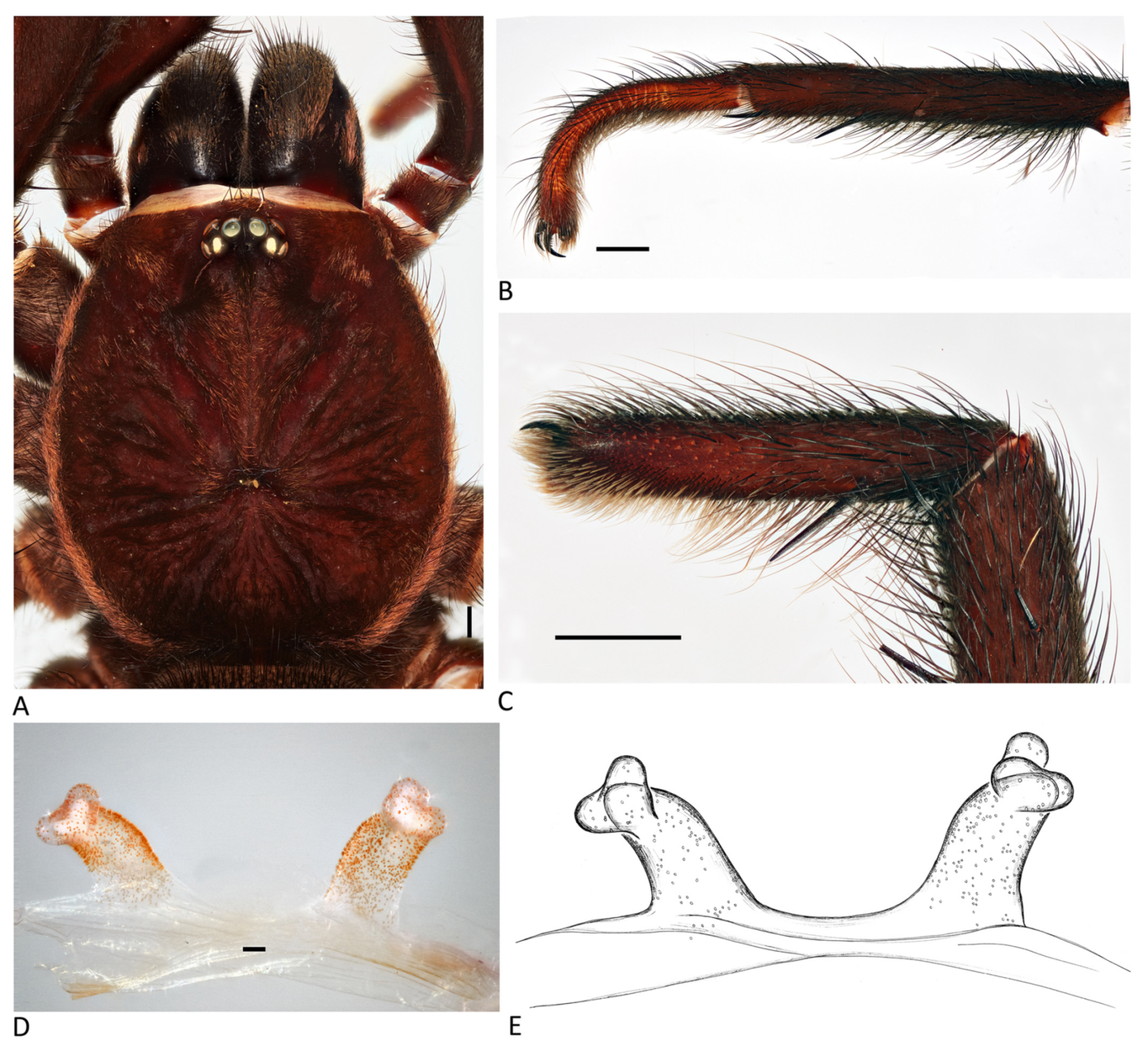 Arthropoda 01 00010 g023