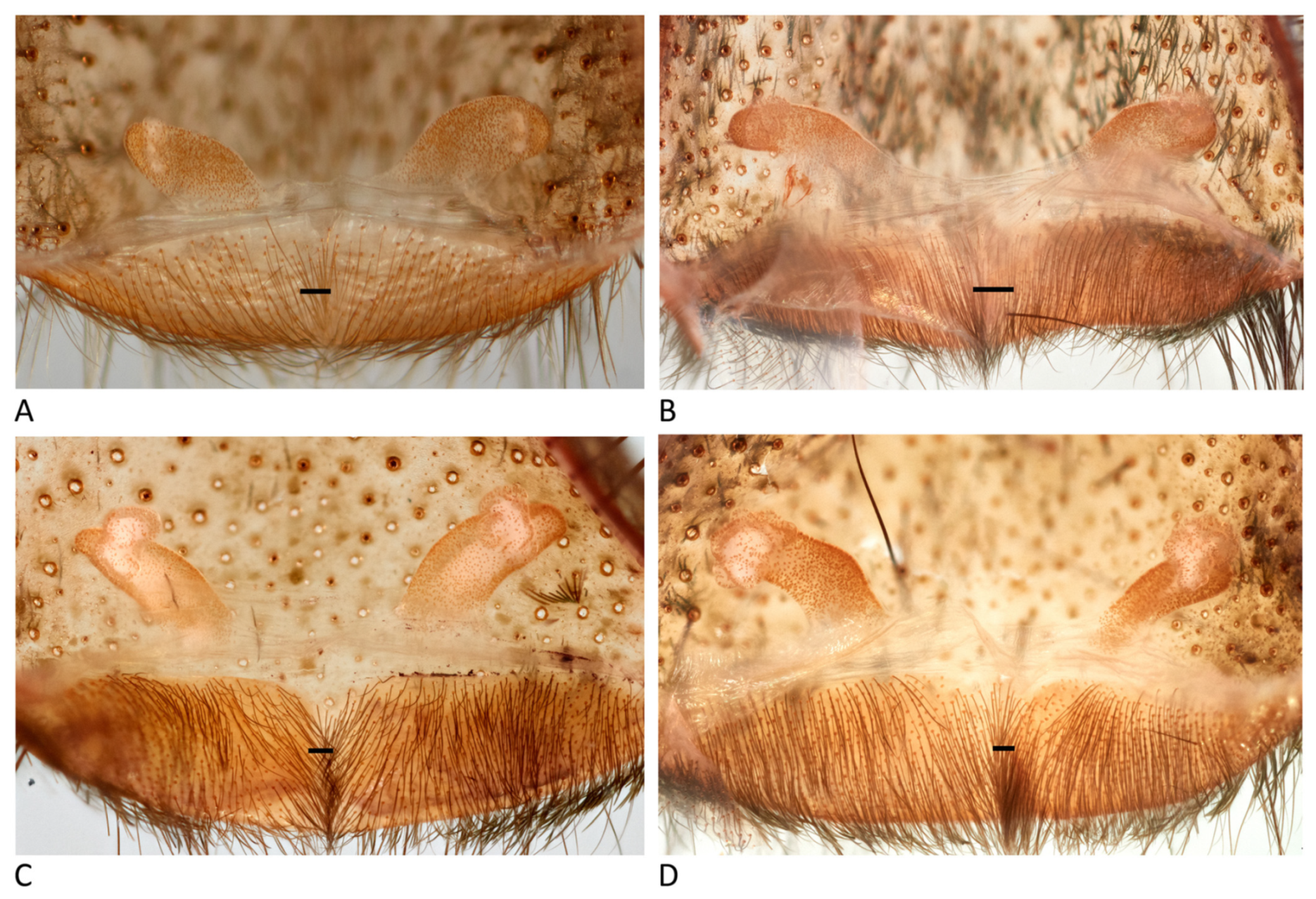 Arthropoda 01 00010 g024