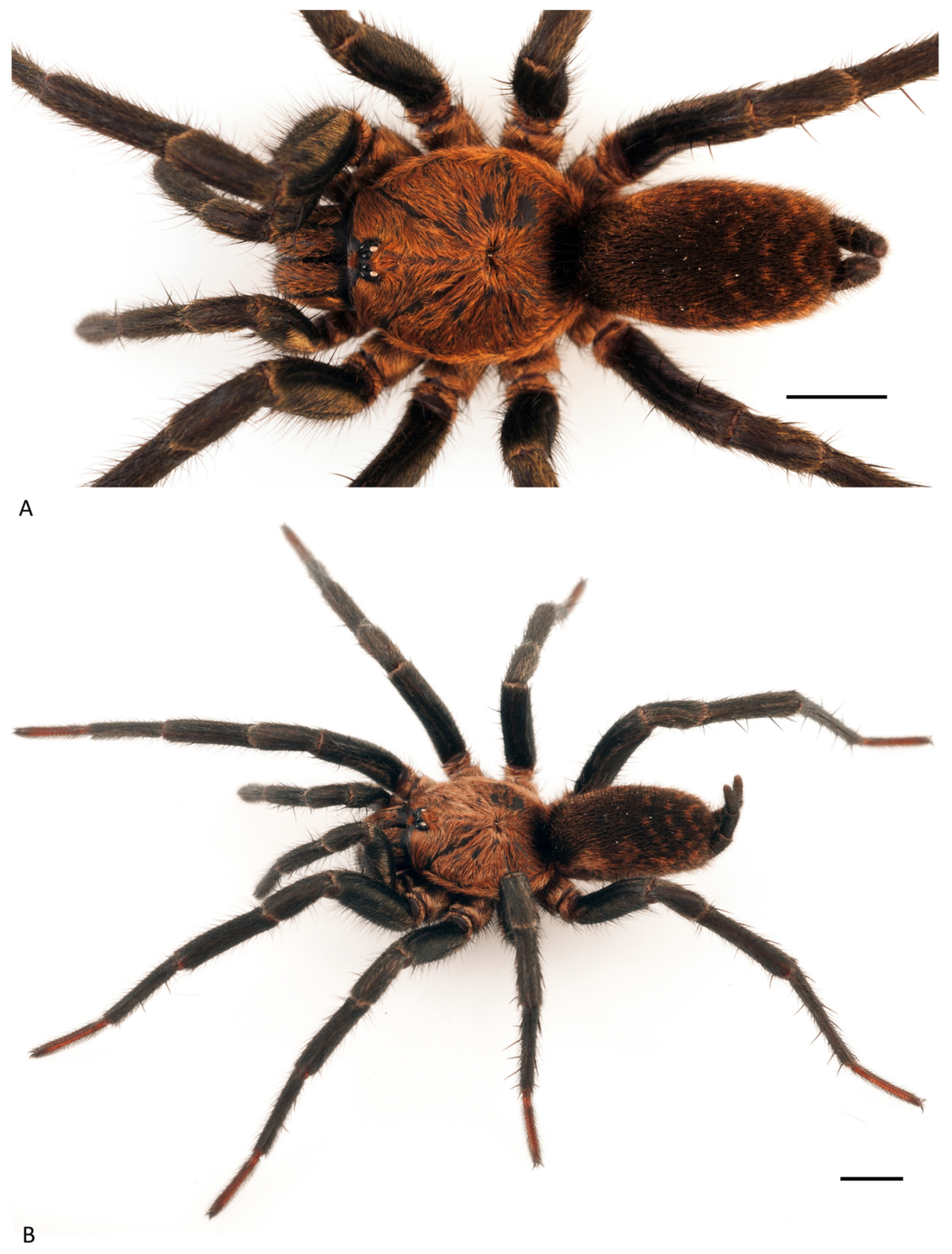 Arthropoda 01 00010 g025