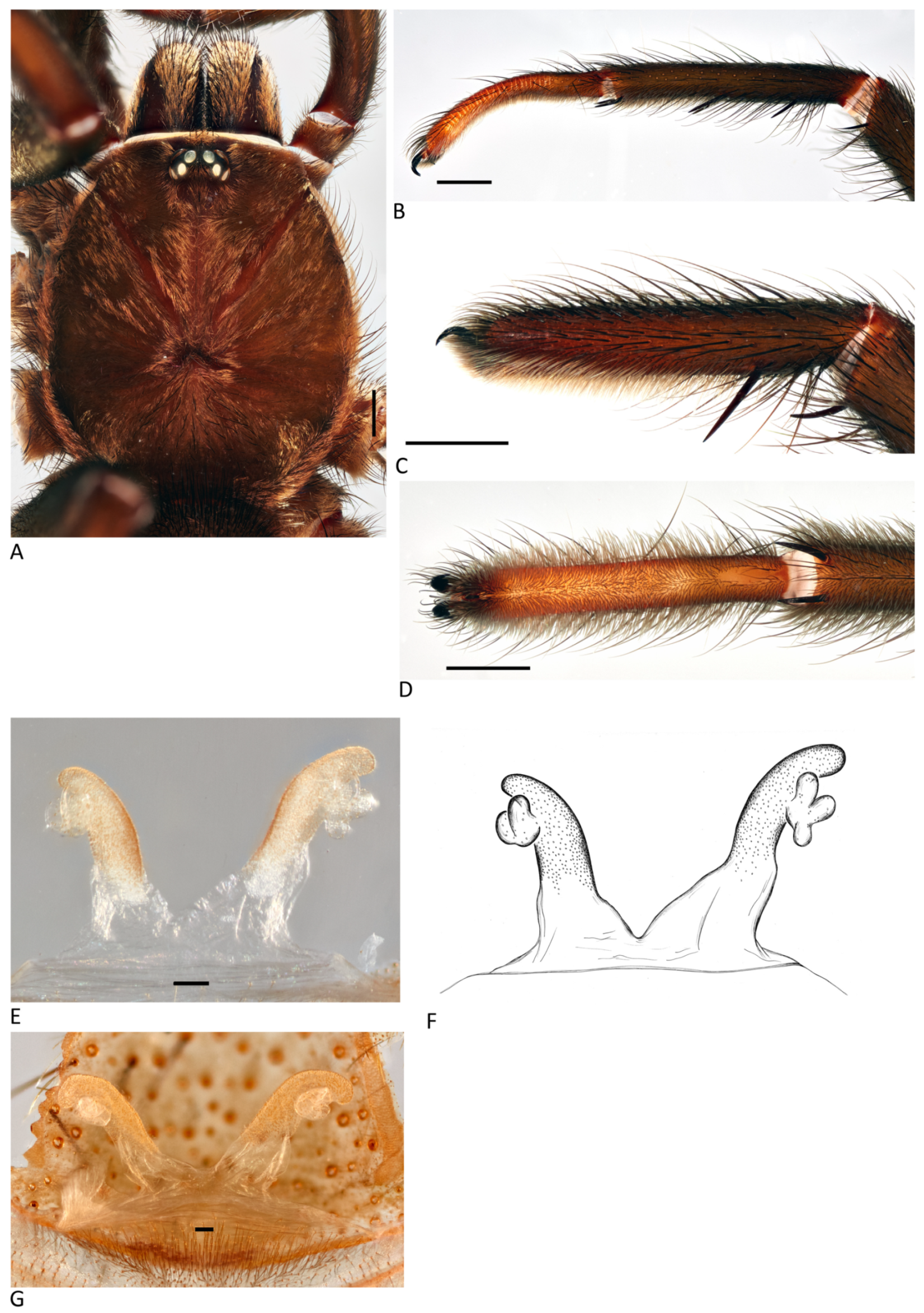 Arthropoda 01 00010 g026