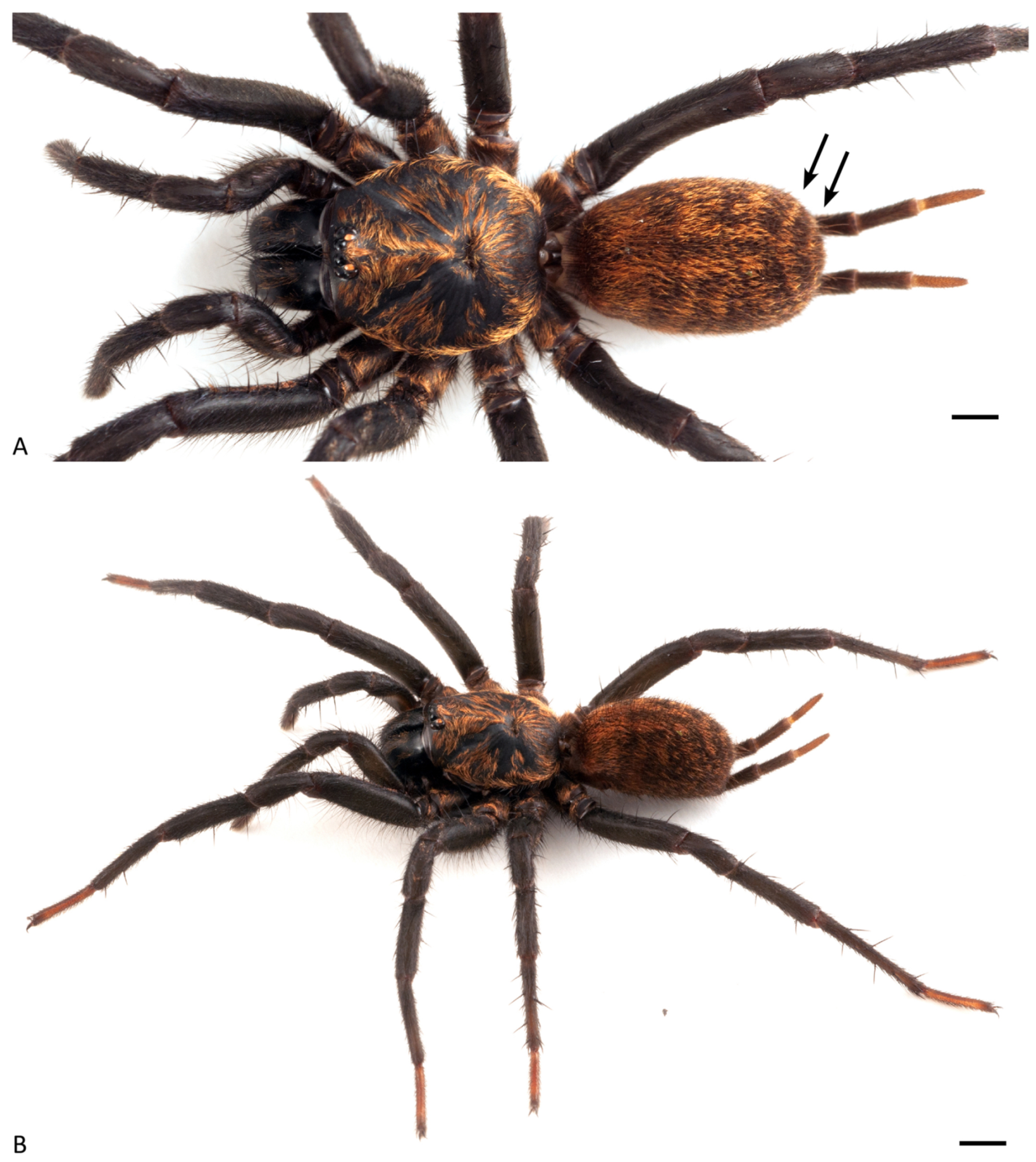 Arthropoda 01 00010 g027