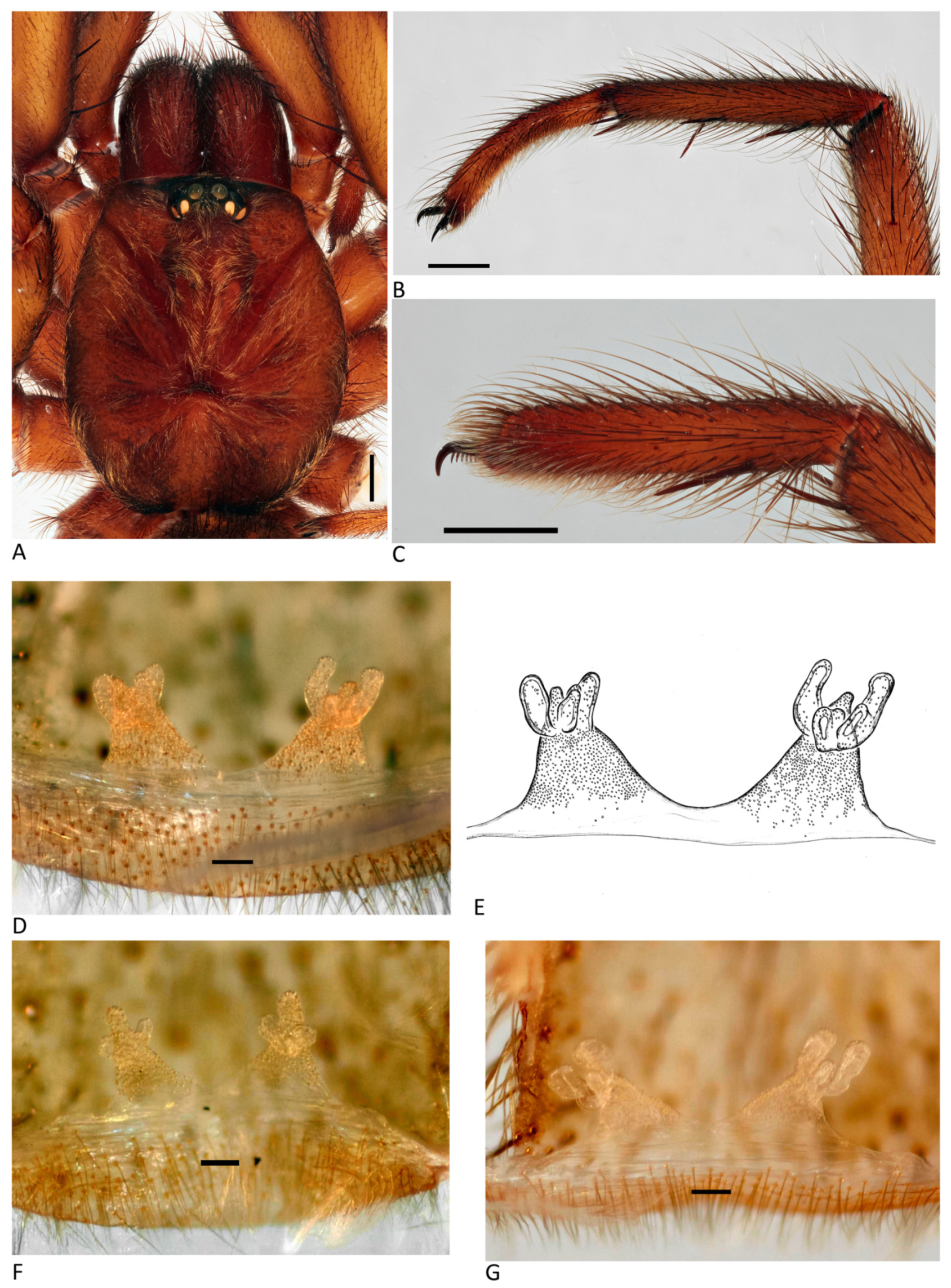 Arthropoda 01 00010 g028