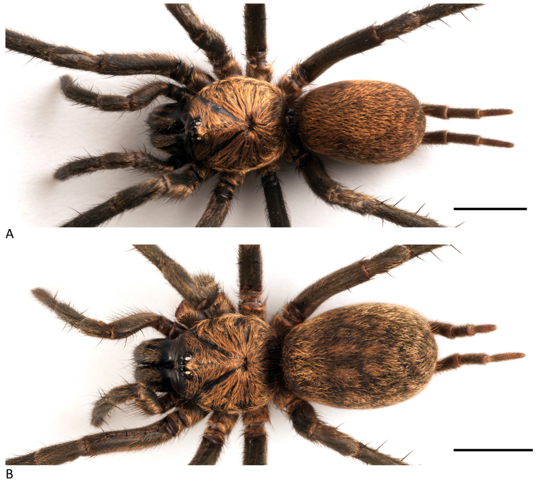 Arthropoda 01 00010 g029