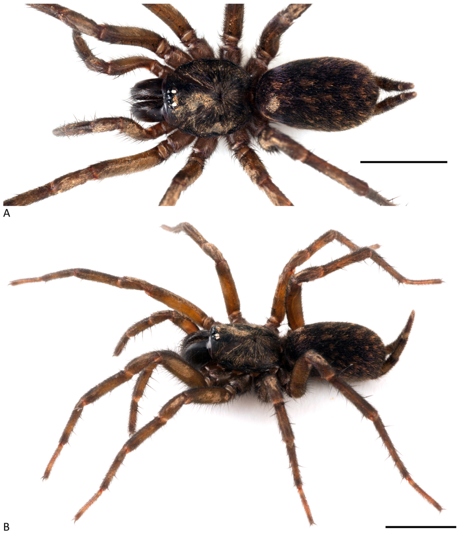 Arthropoda 01 00010 g030