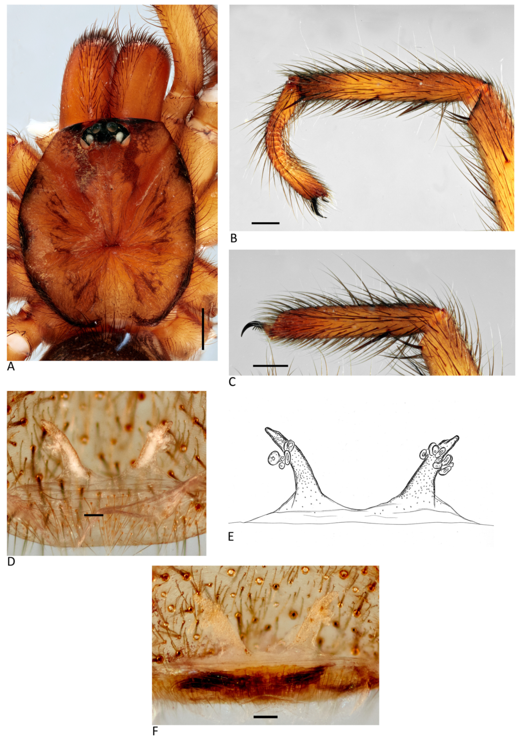 Arthropoda 01 00010 g031