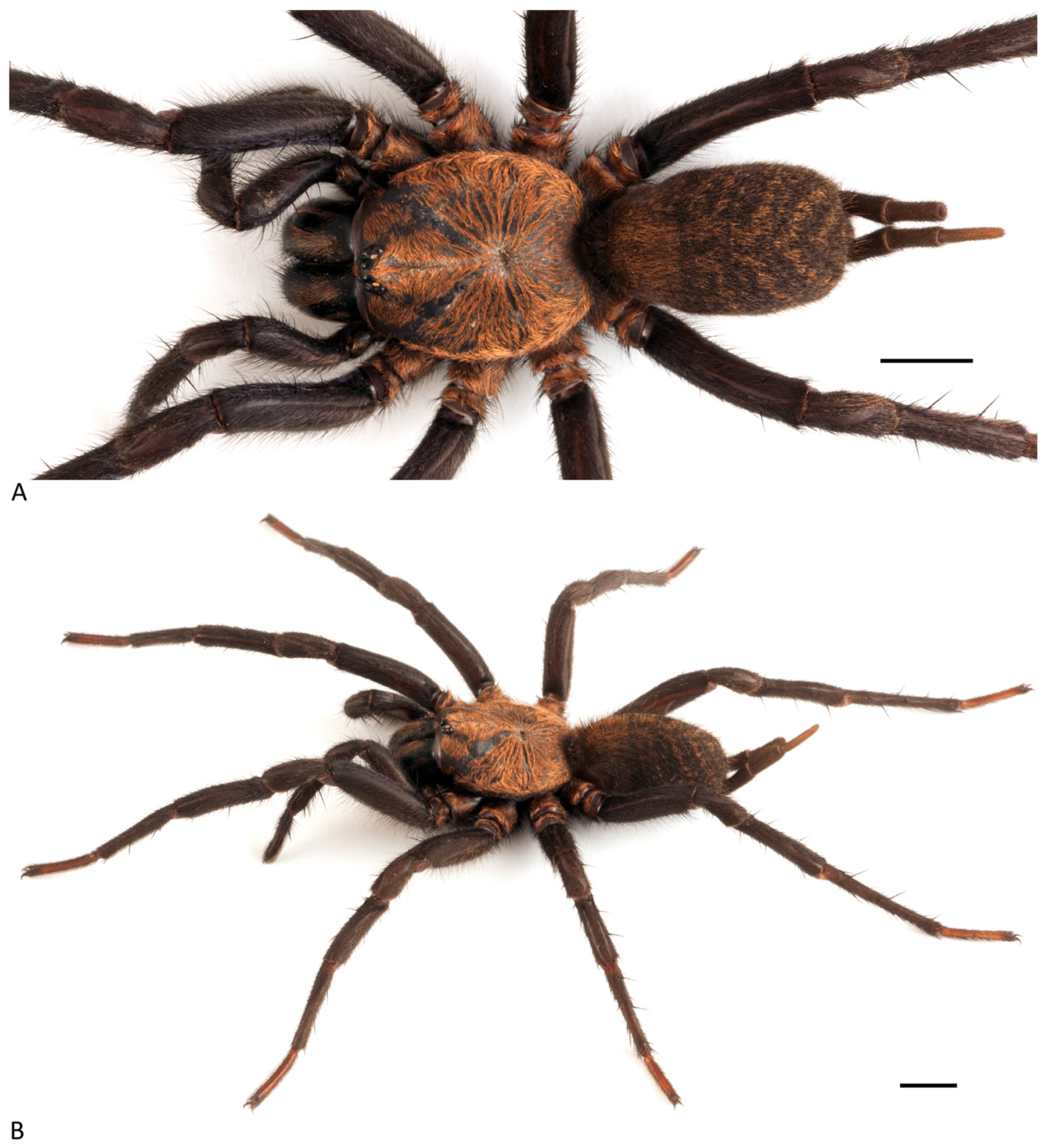 Arthropoda 01 00010 g032