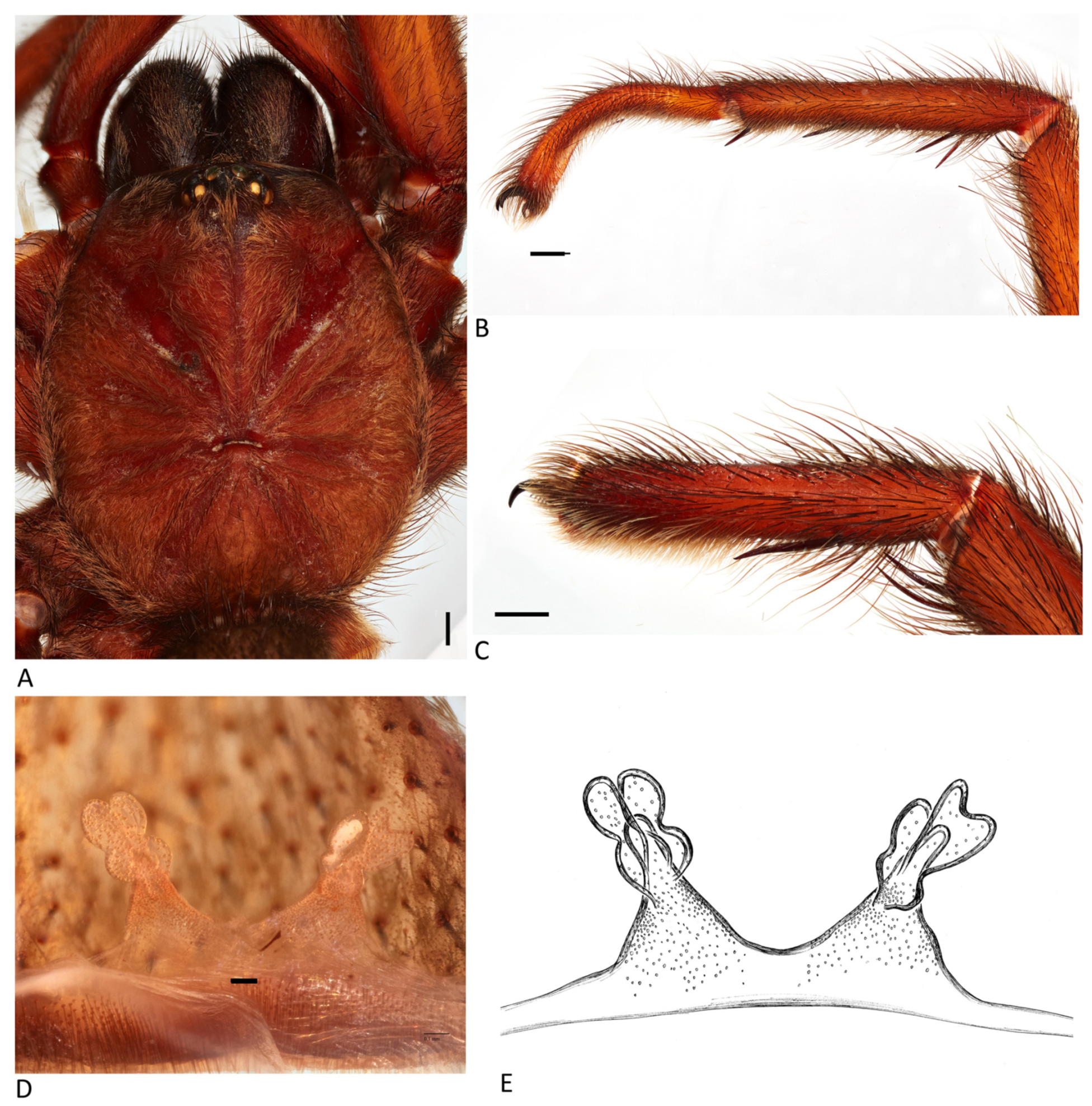 Arthropoda 01 00010 g033