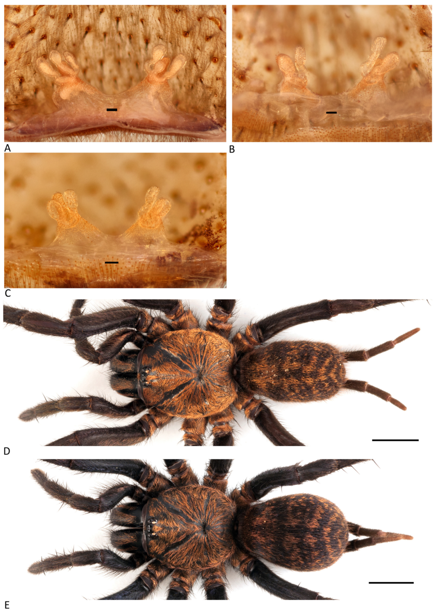 Arthropoda 01 00010 g034