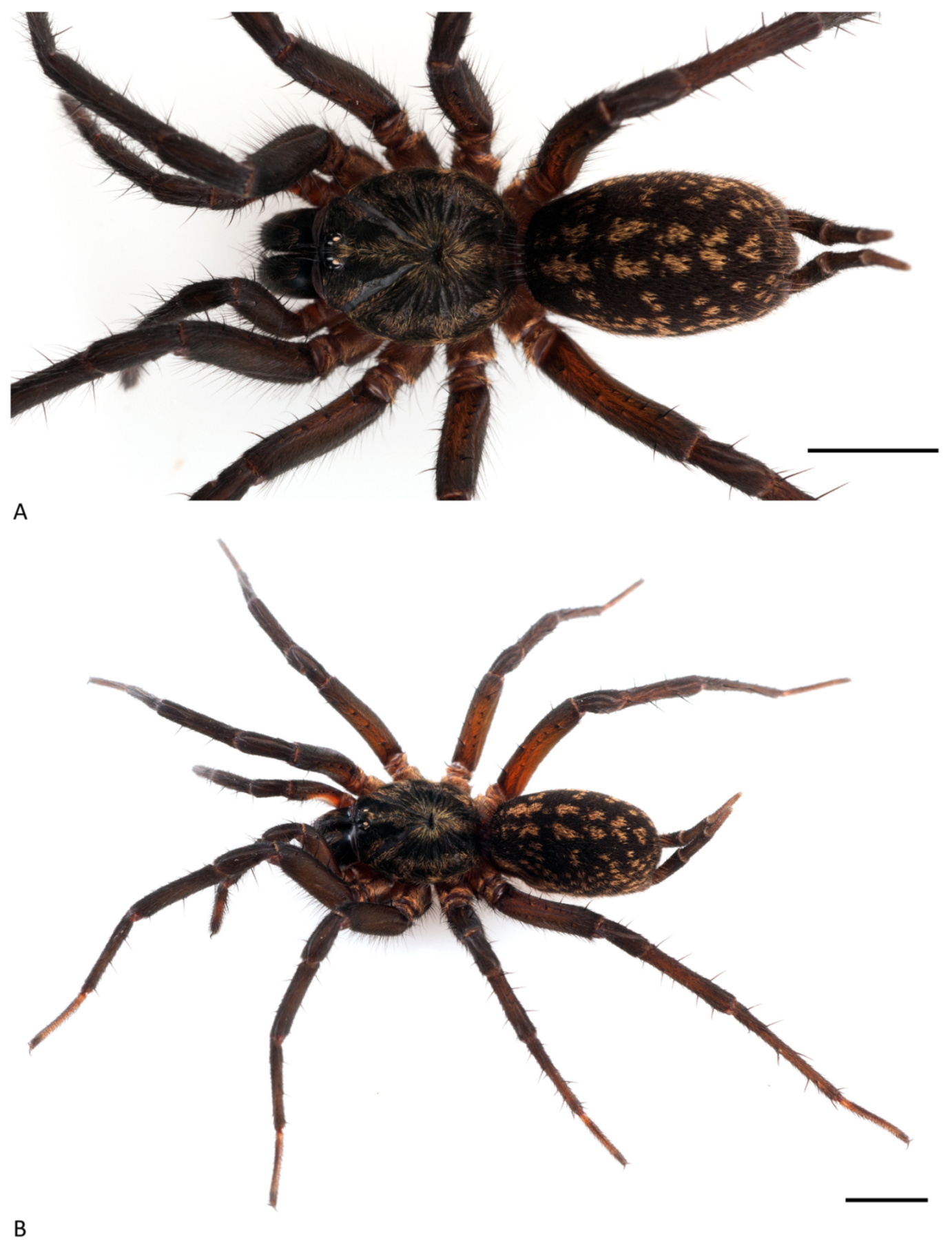 Arthropoda 01 00010 g036